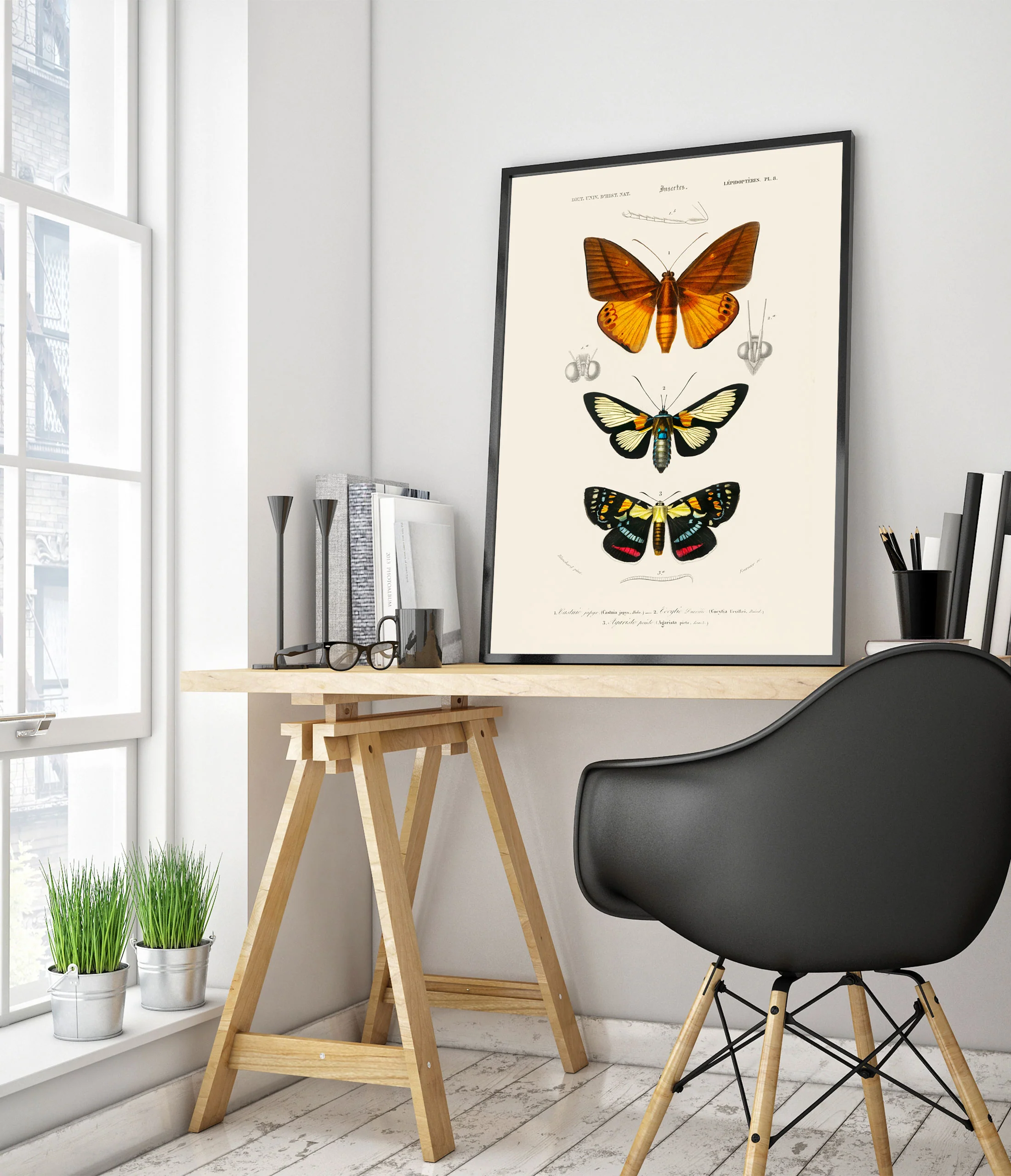 Butterflies & Moths - Image 5
