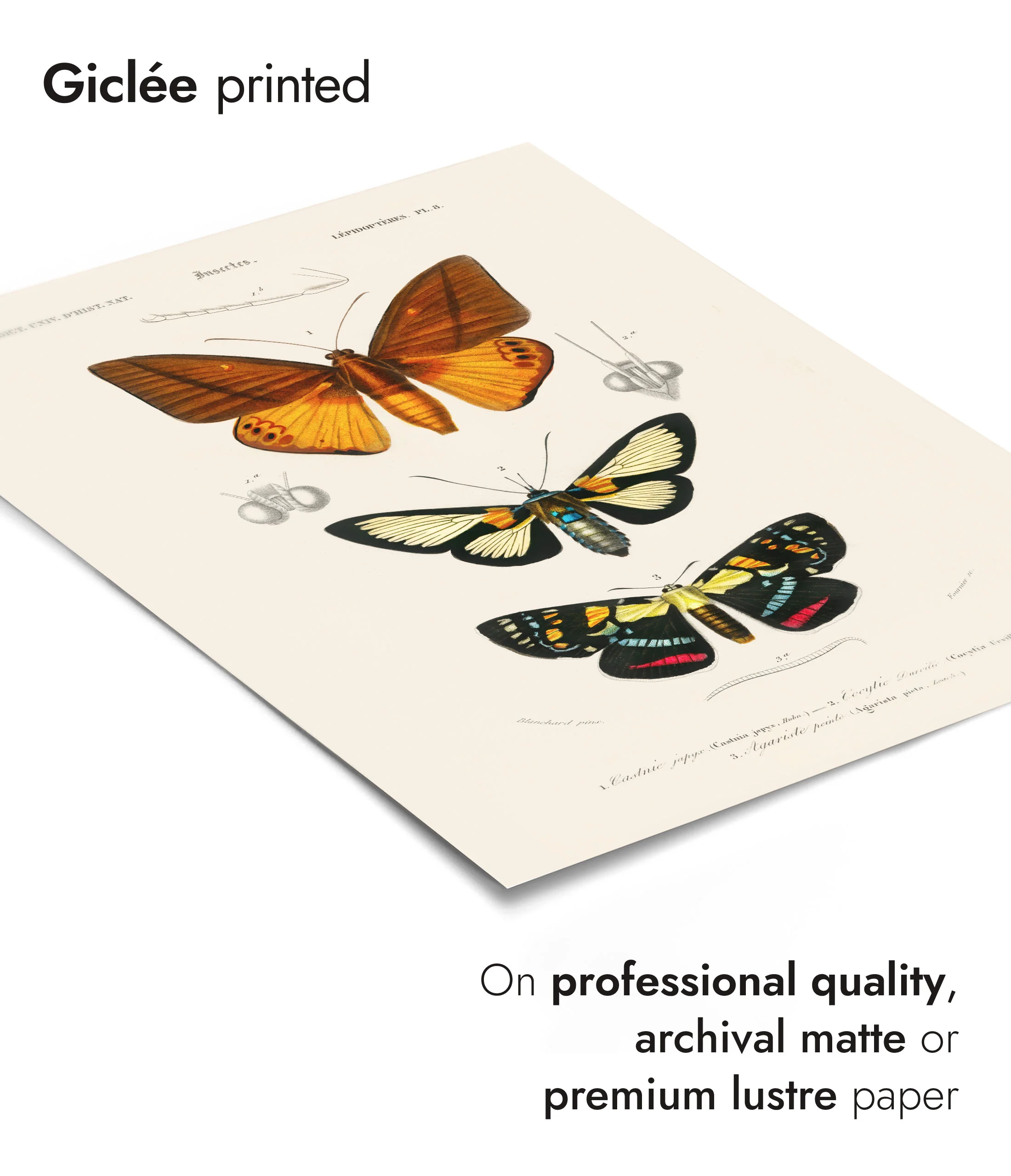 Butterflies & Moths - Image 6
