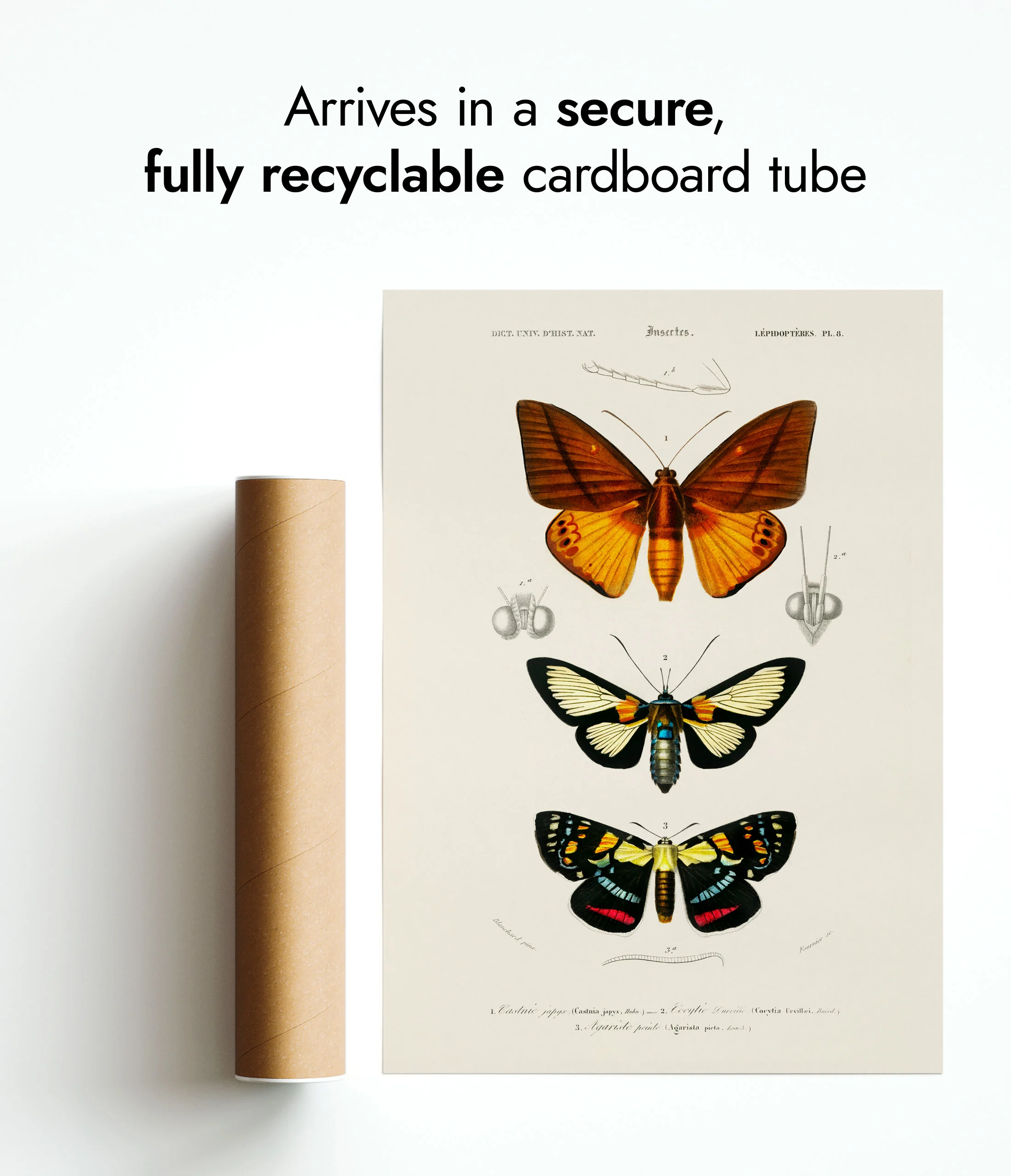 Butterflies & Moths - Image 9