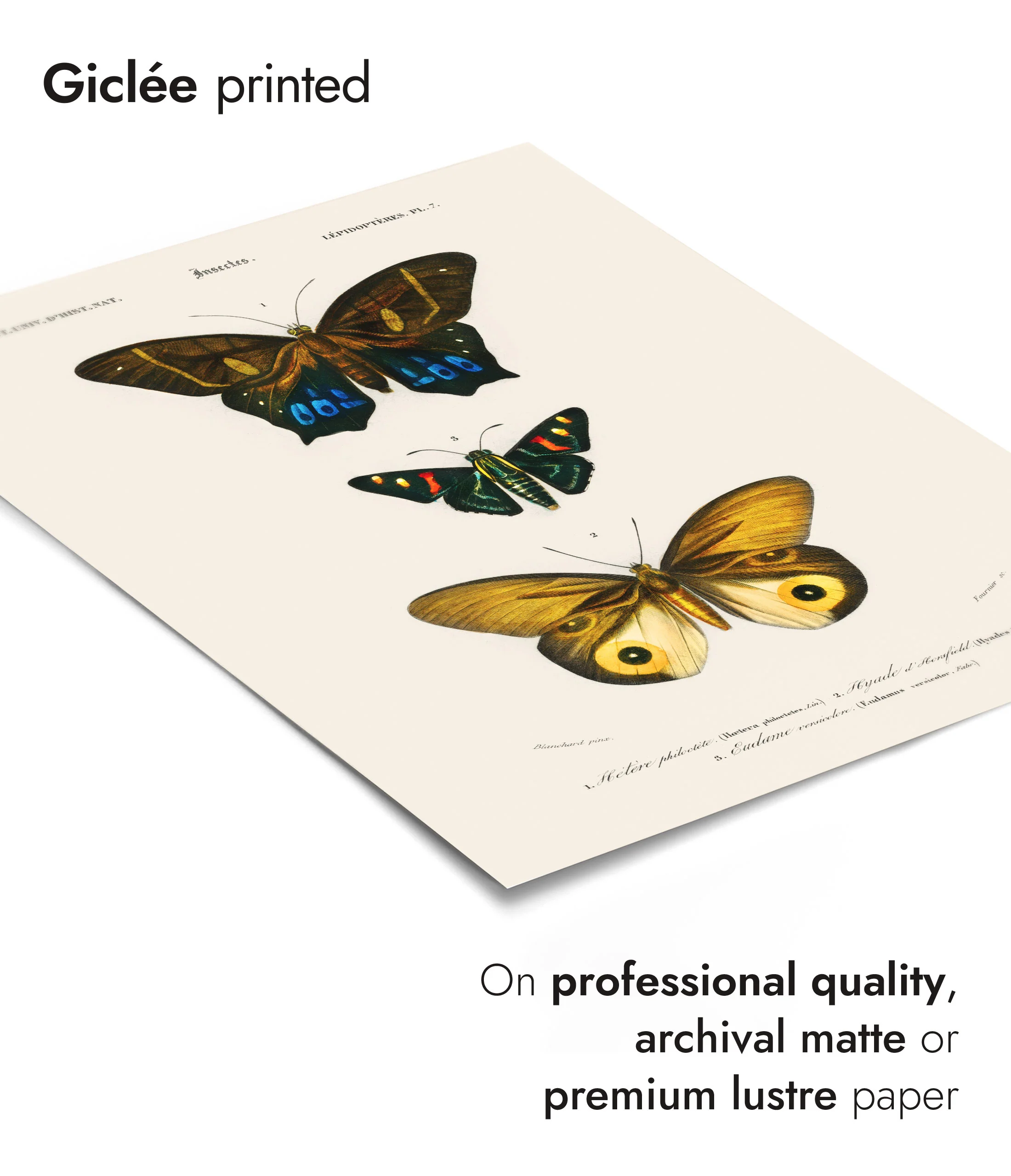 Butterflies, Yellow - Image 6