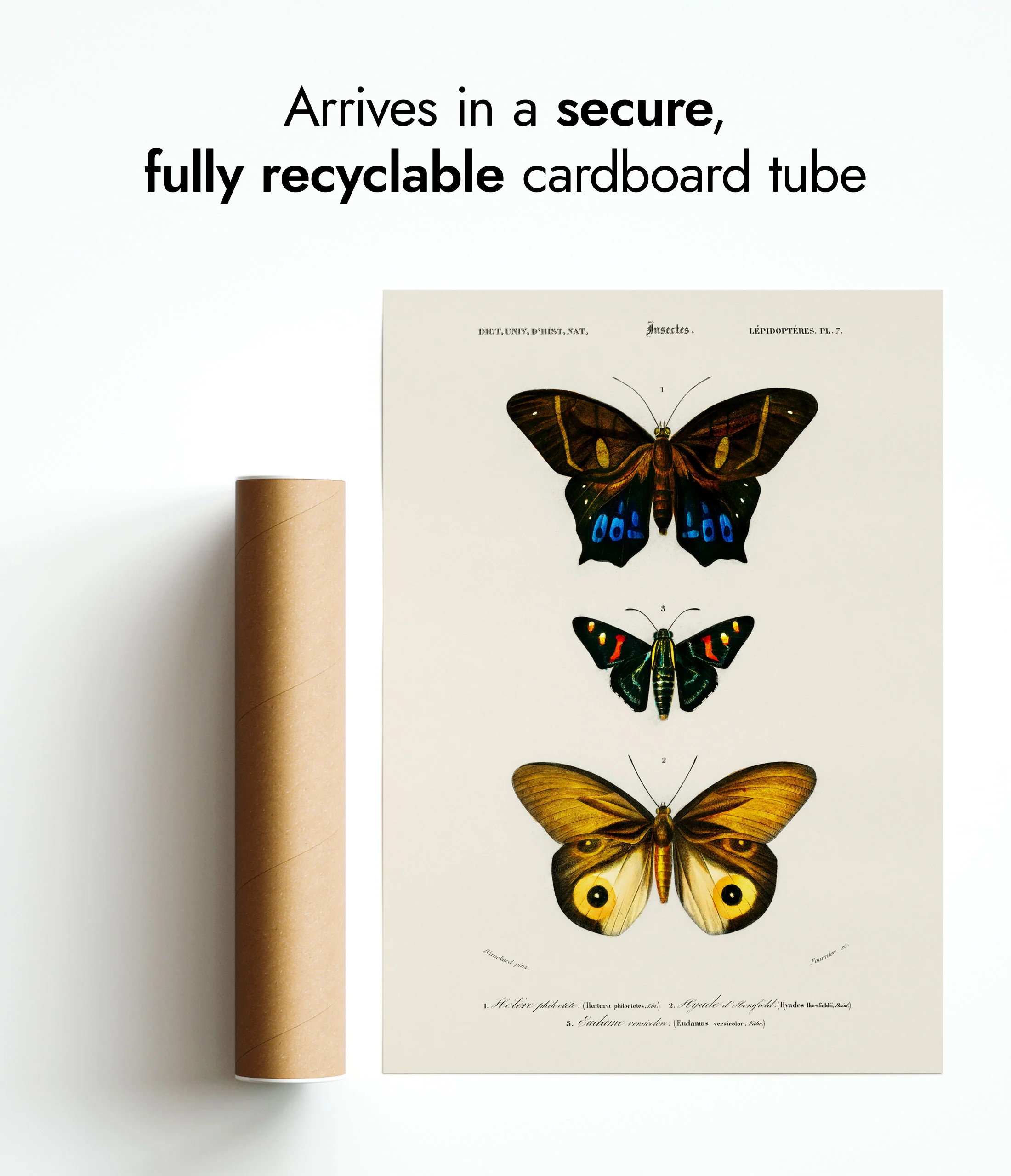 Butterflies, Yellow - Image 9