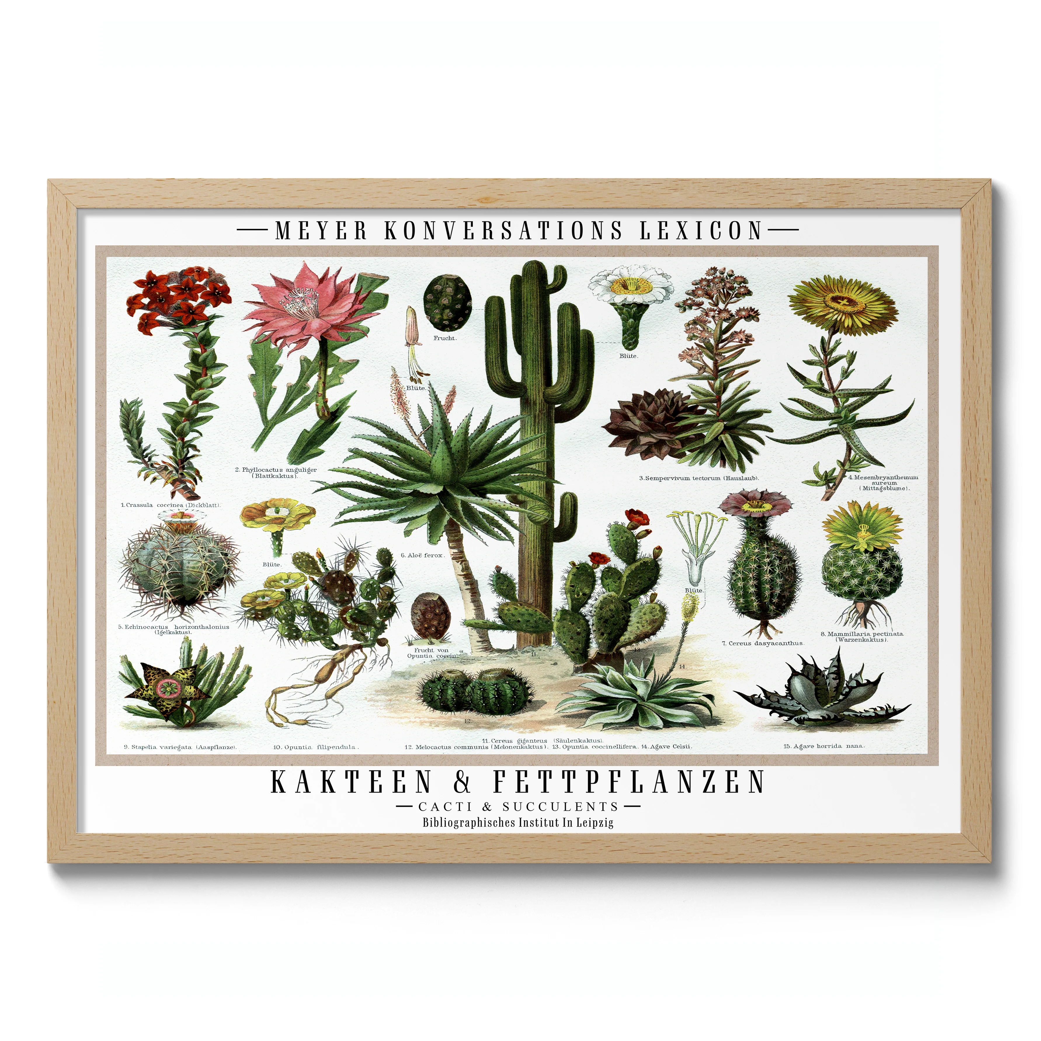 Cacti & Succulents - Image 3