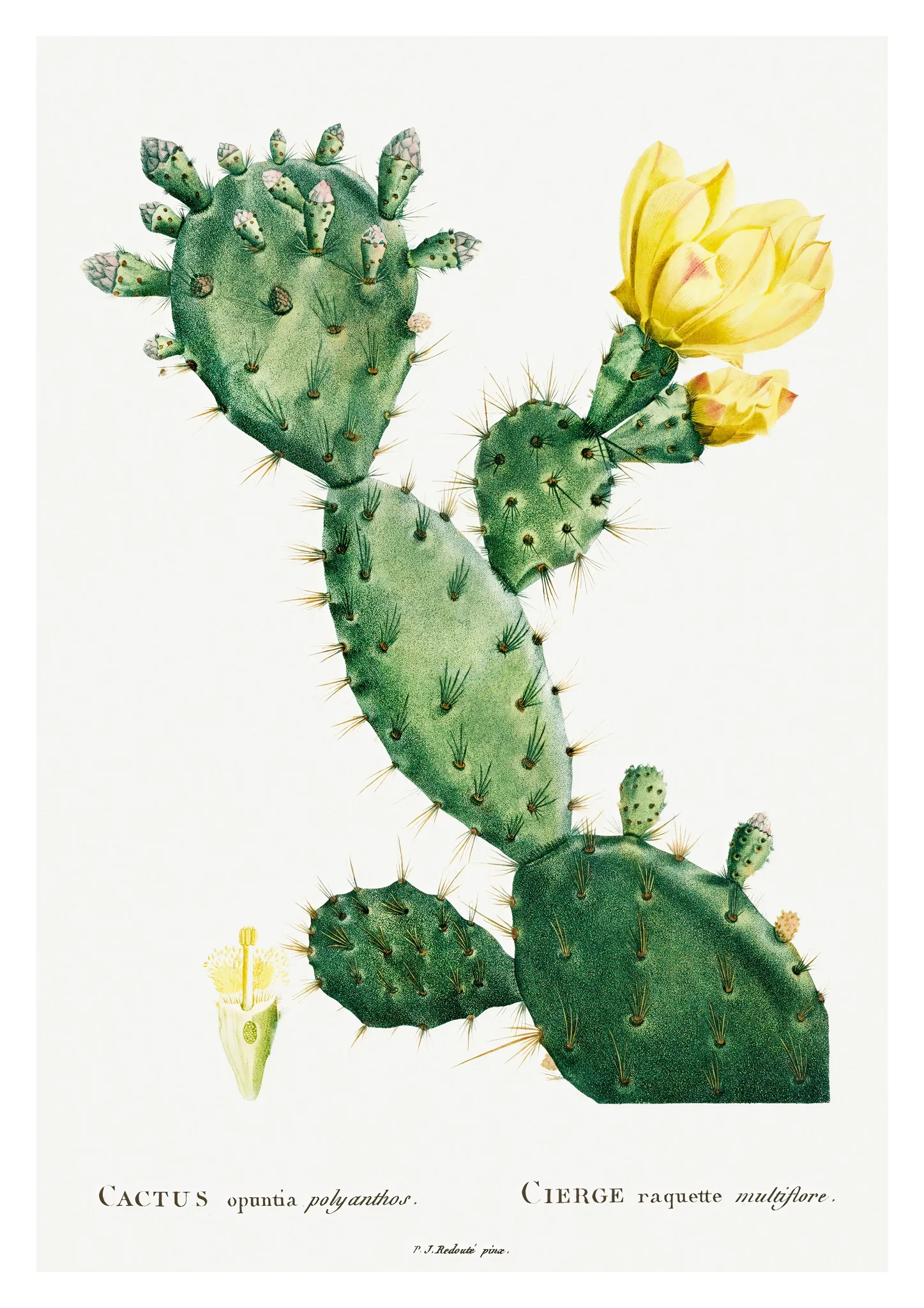 Cactus Cochenillifer