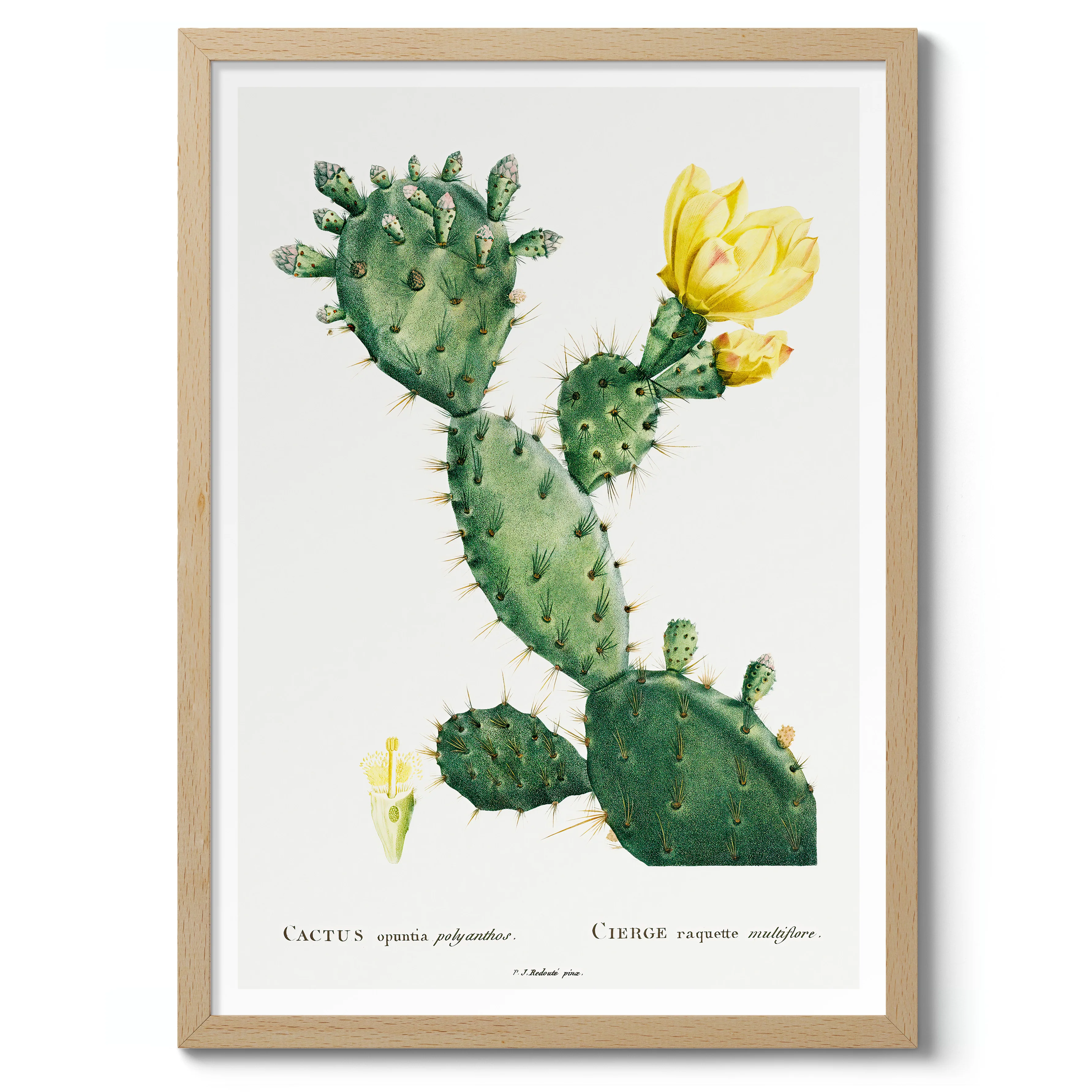 Cactus Cochenillifer - Image 3