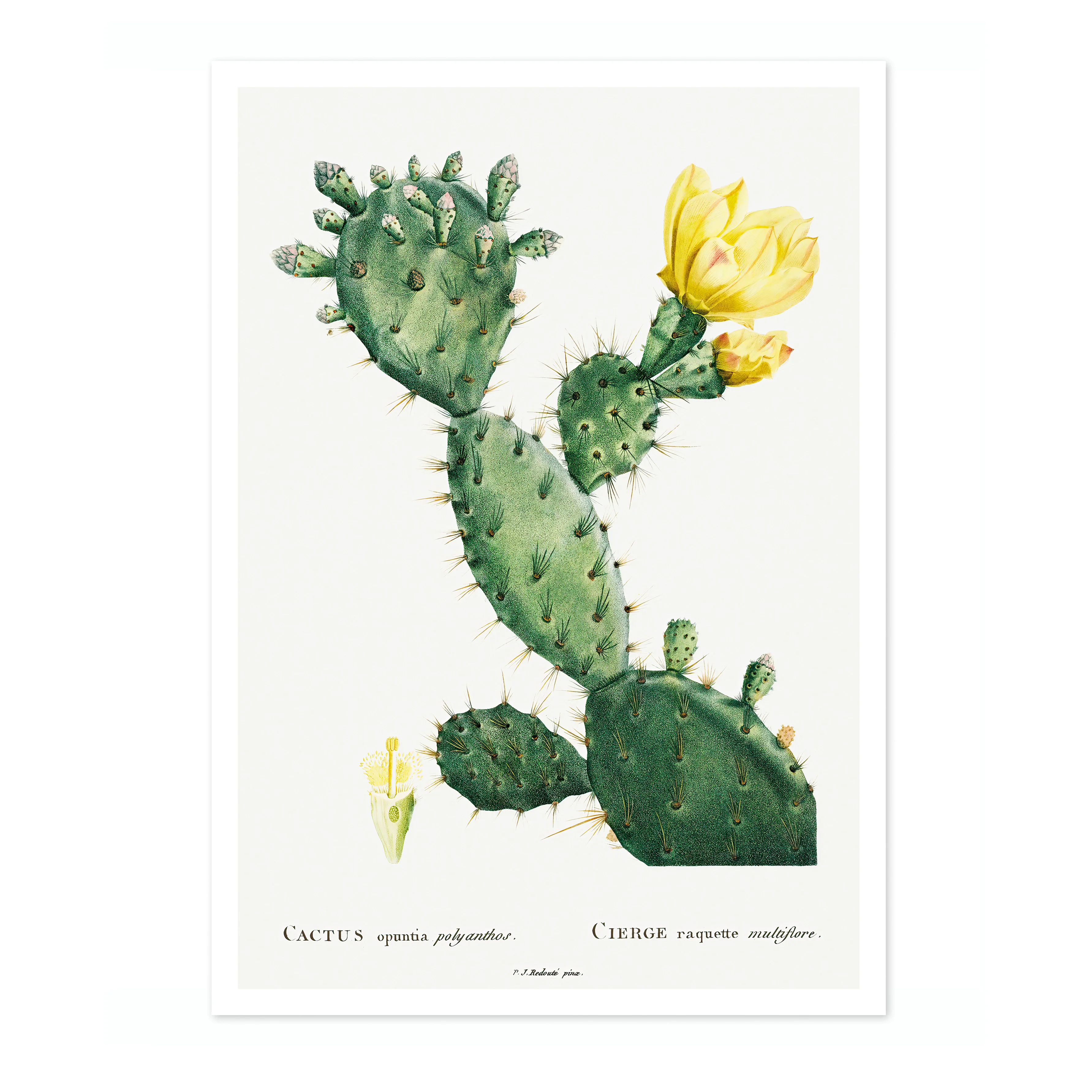Cactus Cochenillifer - Image 4