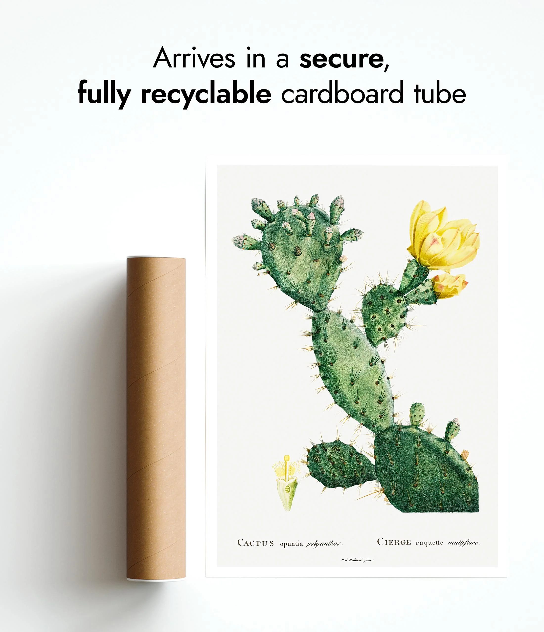 Cactus Cochenillifer - Image 9