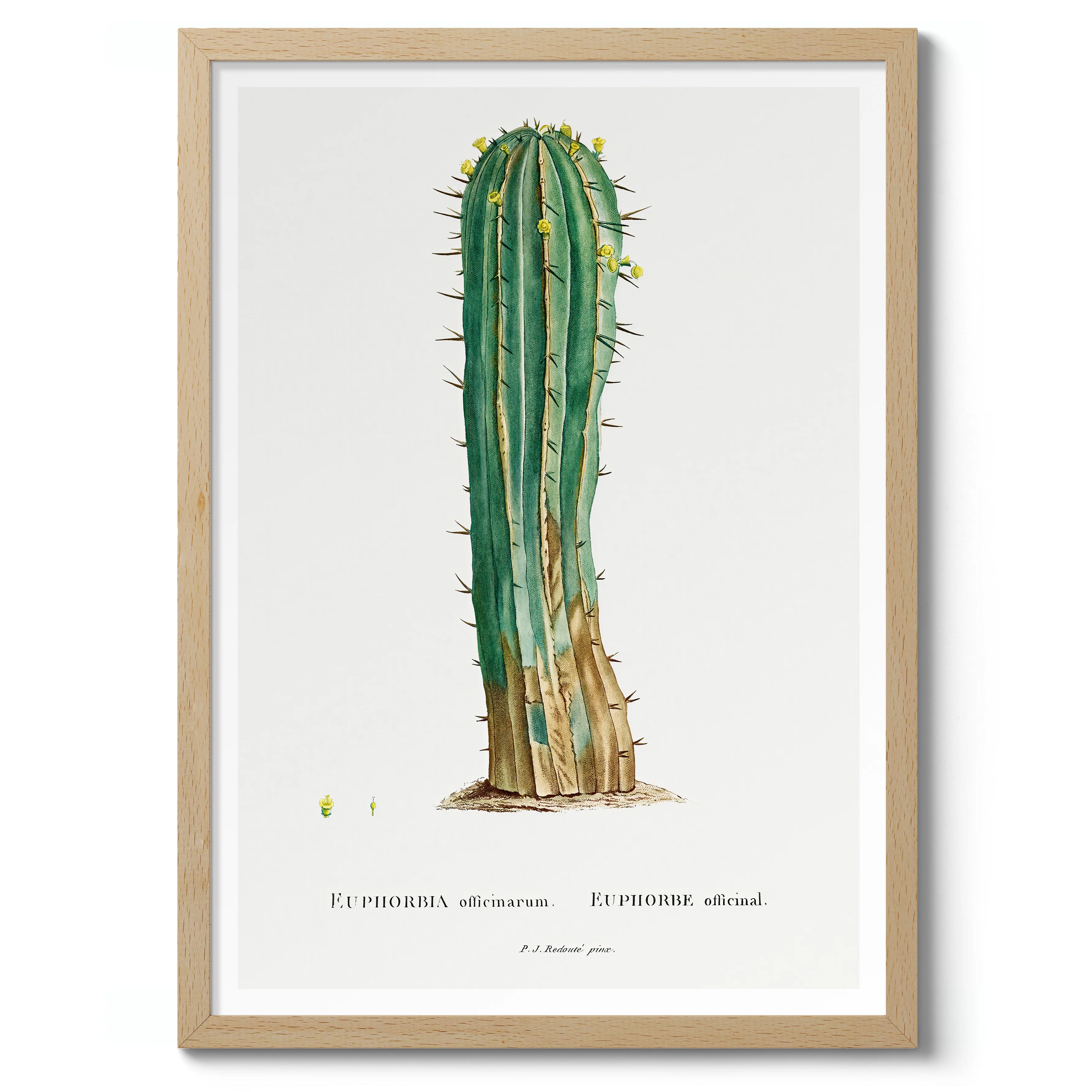 Cactus Euphorbia - Image 3
