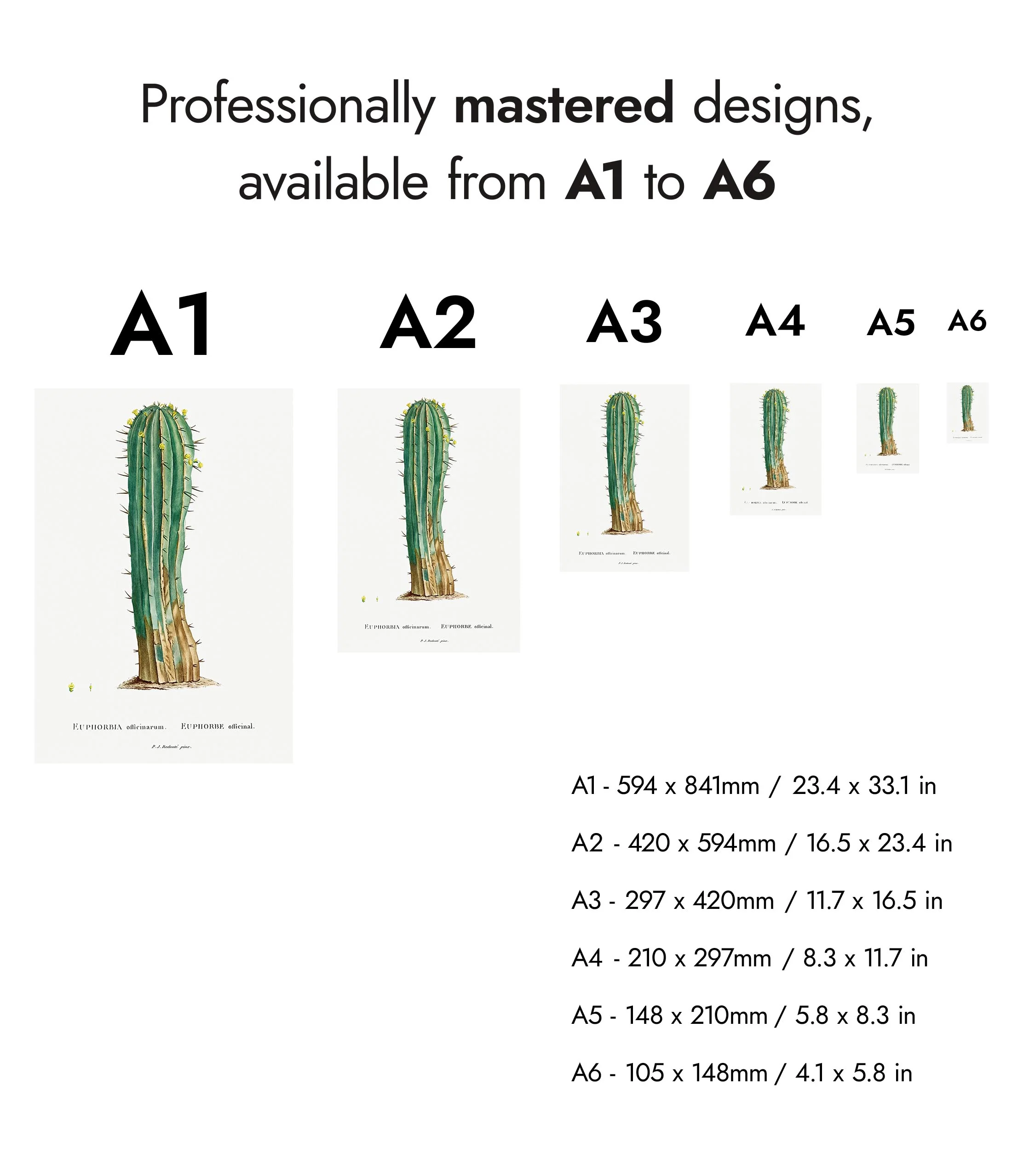 Cactus Euphorbia - Image 8