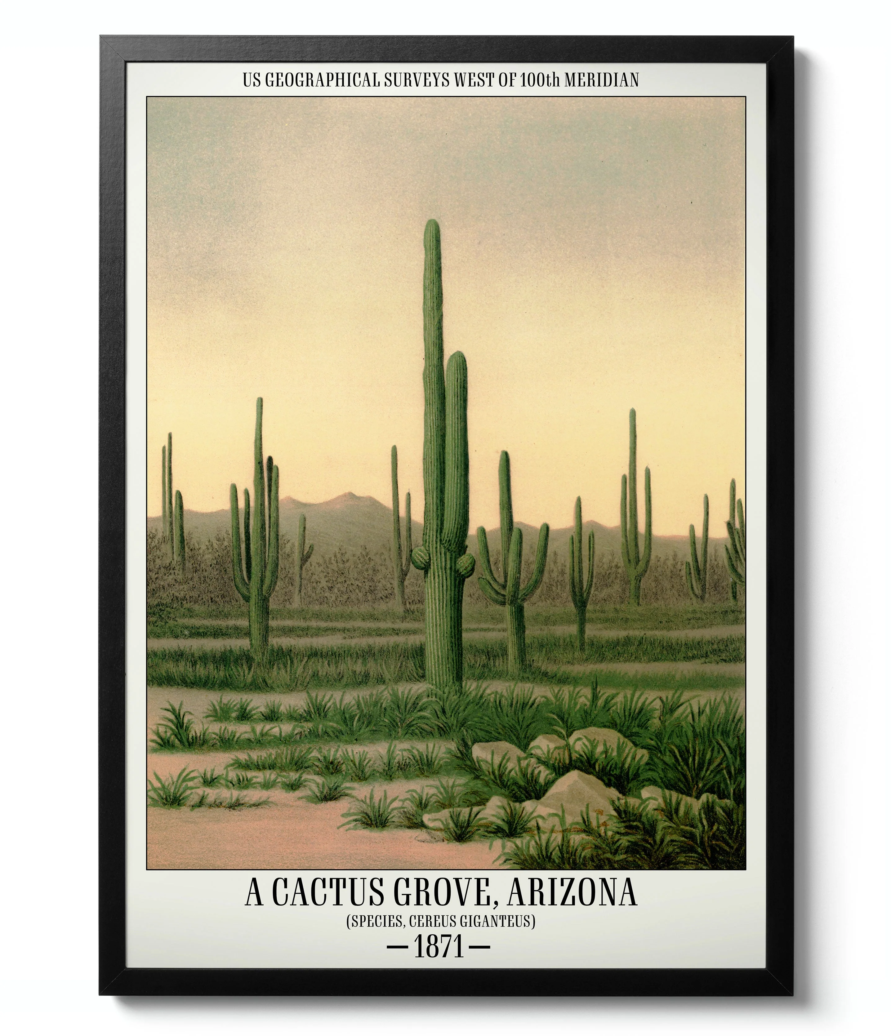 Cactus Gallery Wall - Image 5