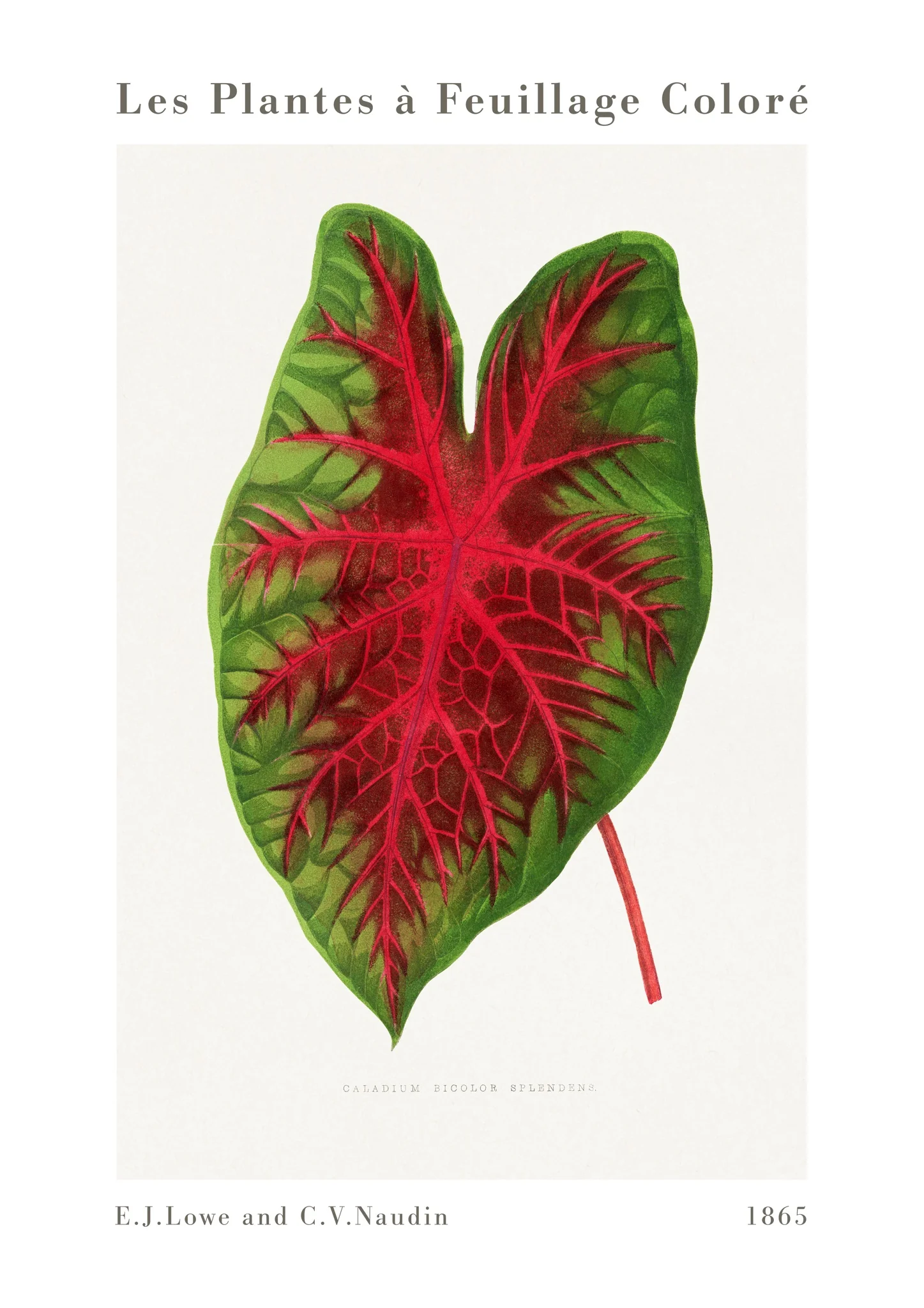 Caladium Bicolor Splendens
