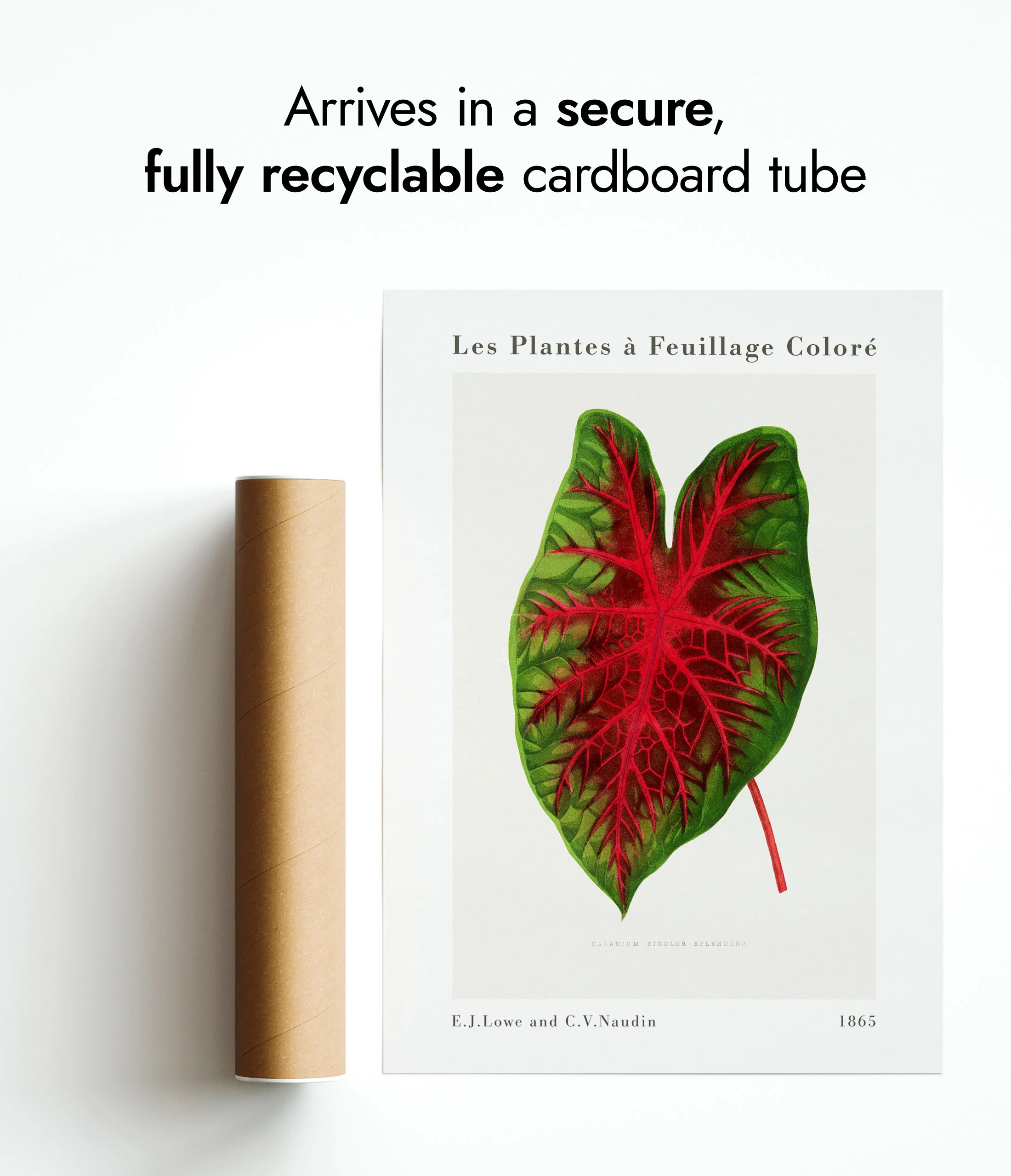 Caladium Bicolor Splendens - Image 9