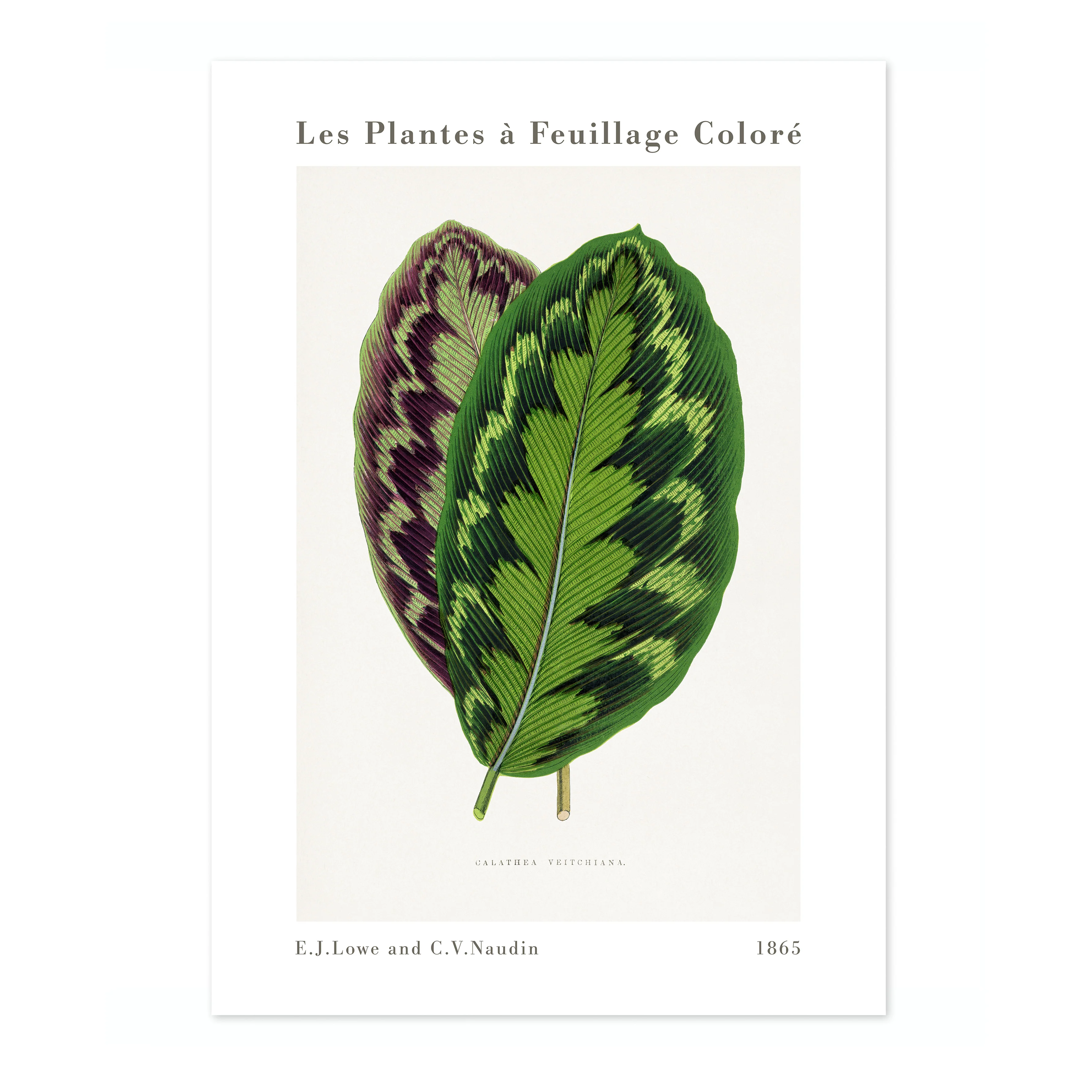 Calathea Veitchiana - Image 4
