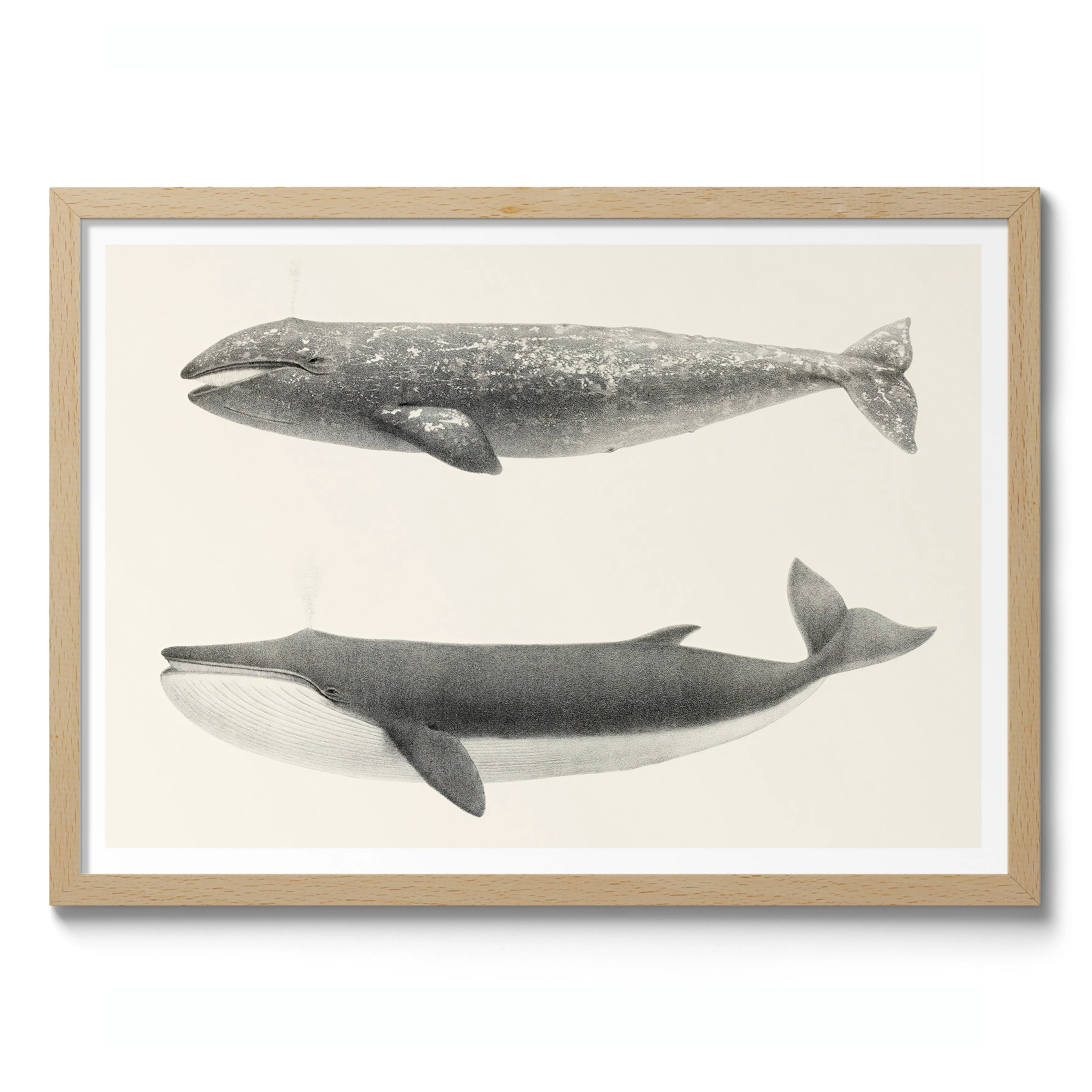California Grey Whales - Image 3