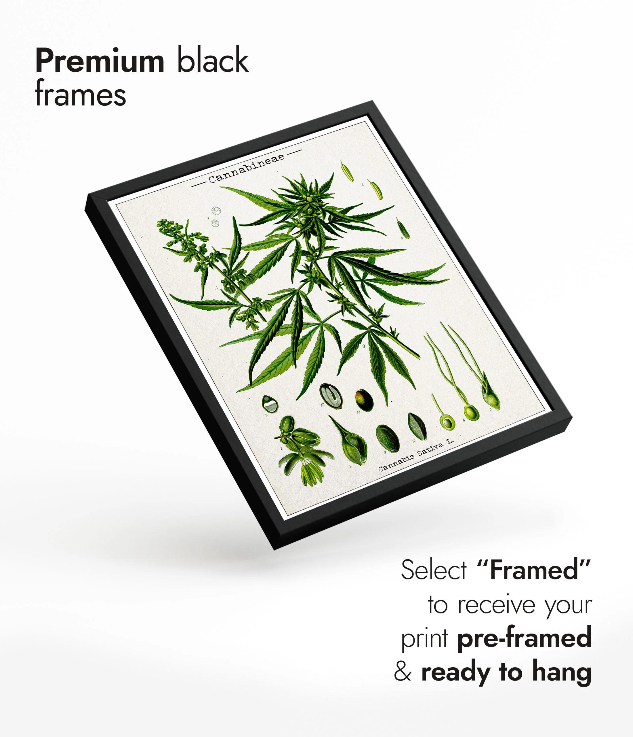 Cannabis Sativa - Image 7
