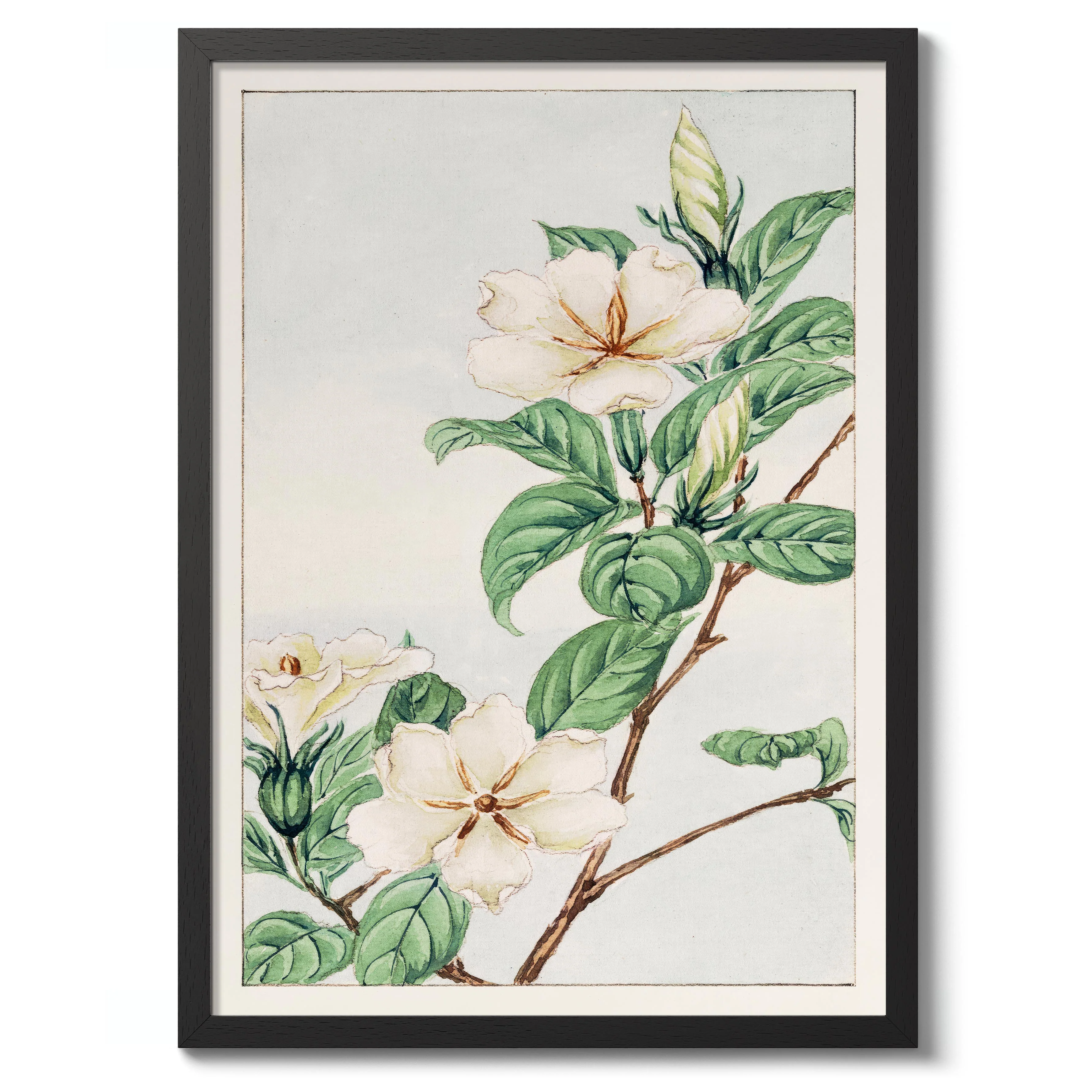 Cape Jasmine - Image 2