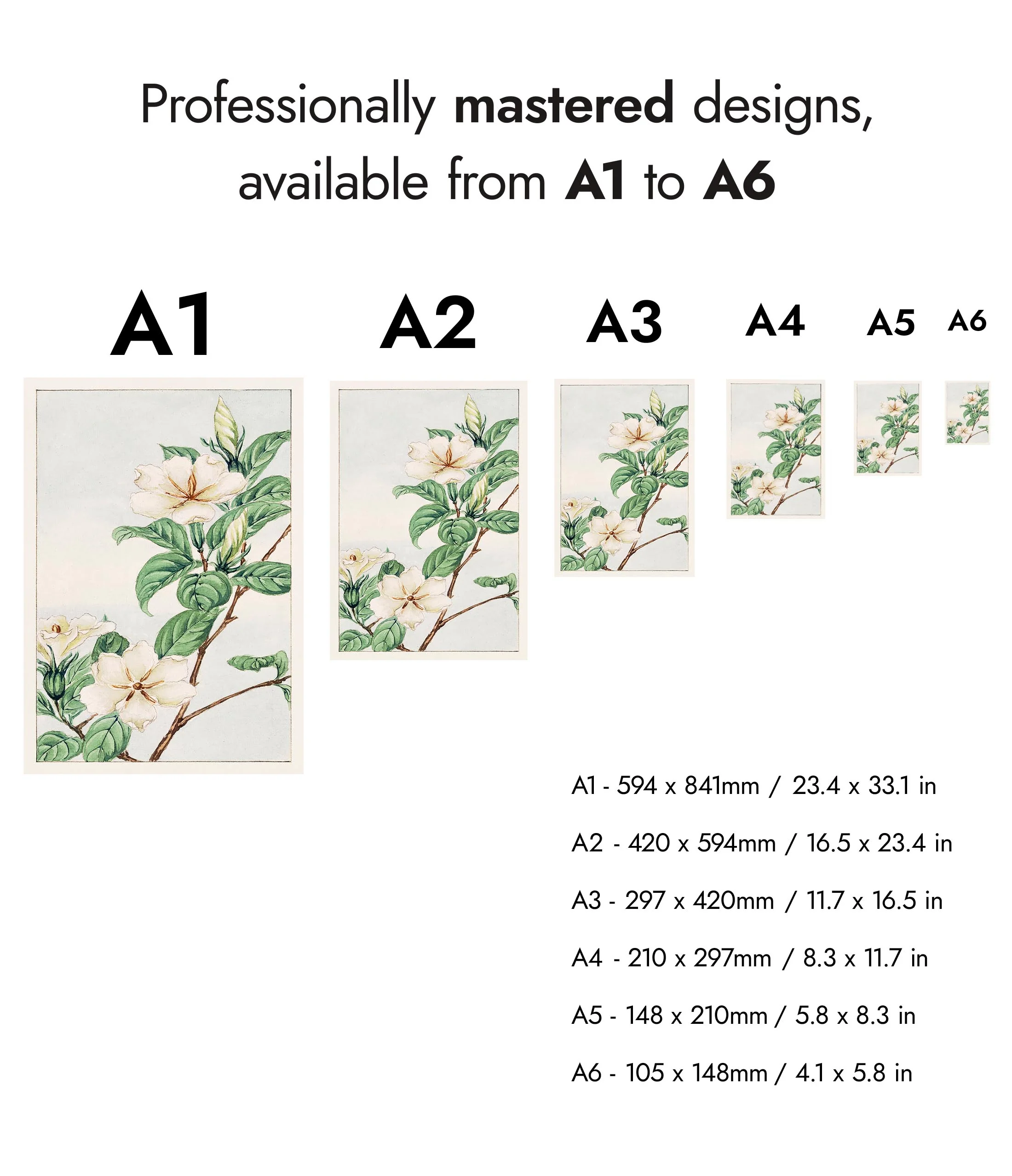 Cape Jasmine - Image 8
