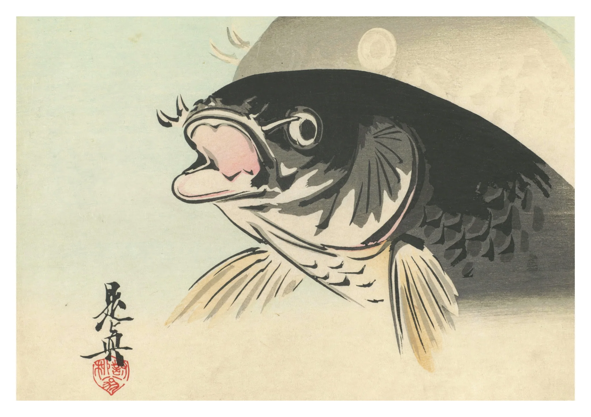 Carp