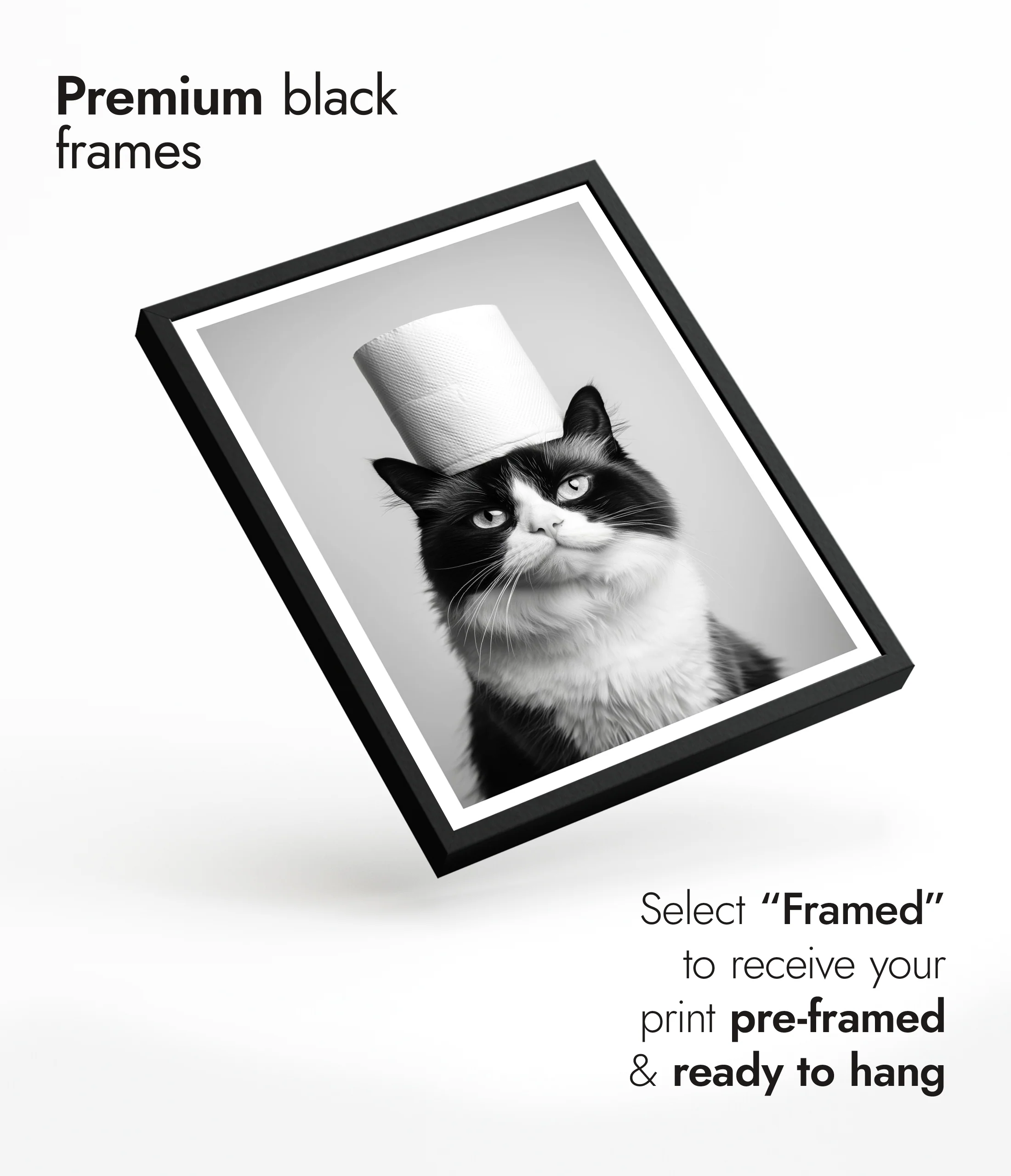 Cat - Image 7