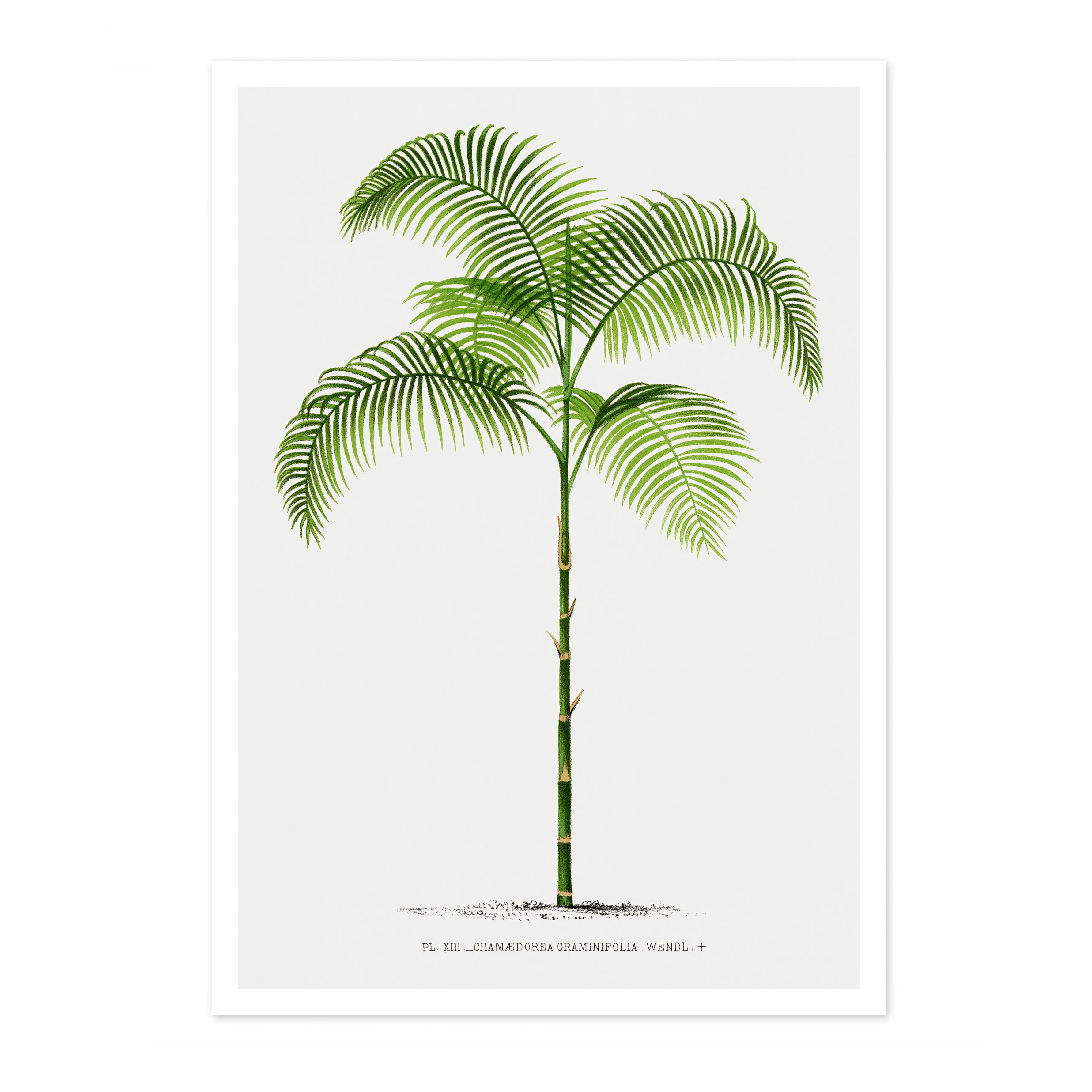 Chamaedorea Craminifolia - Image 4