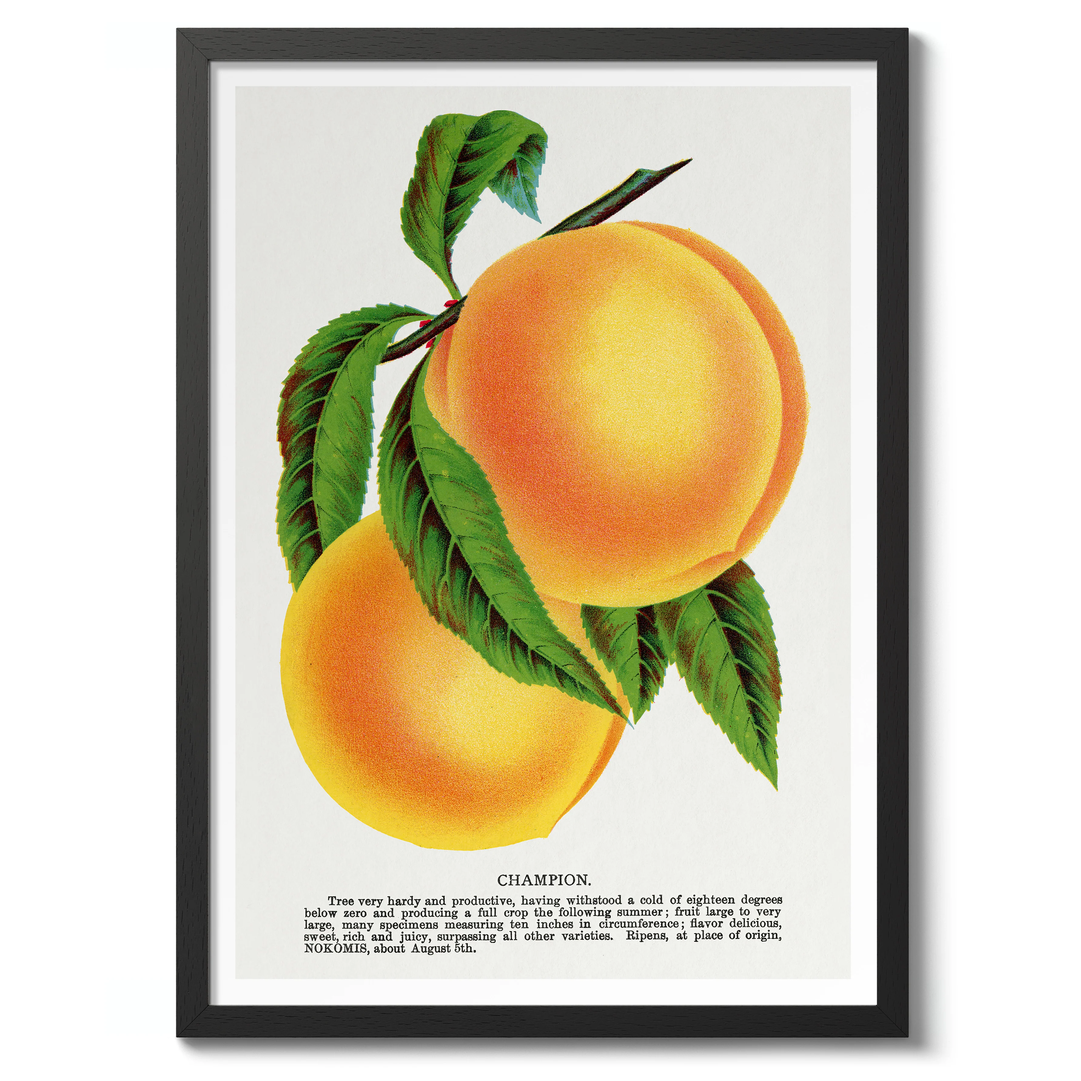 Champion Plum - Image 2