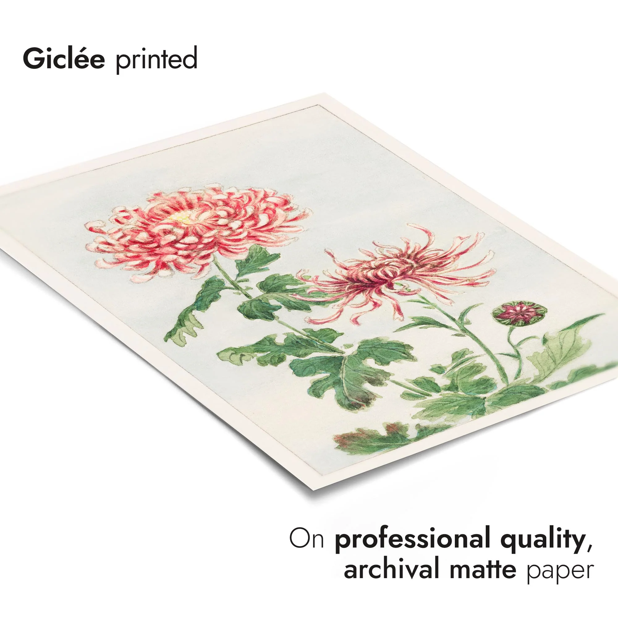 Chrysanthemum - Image 6