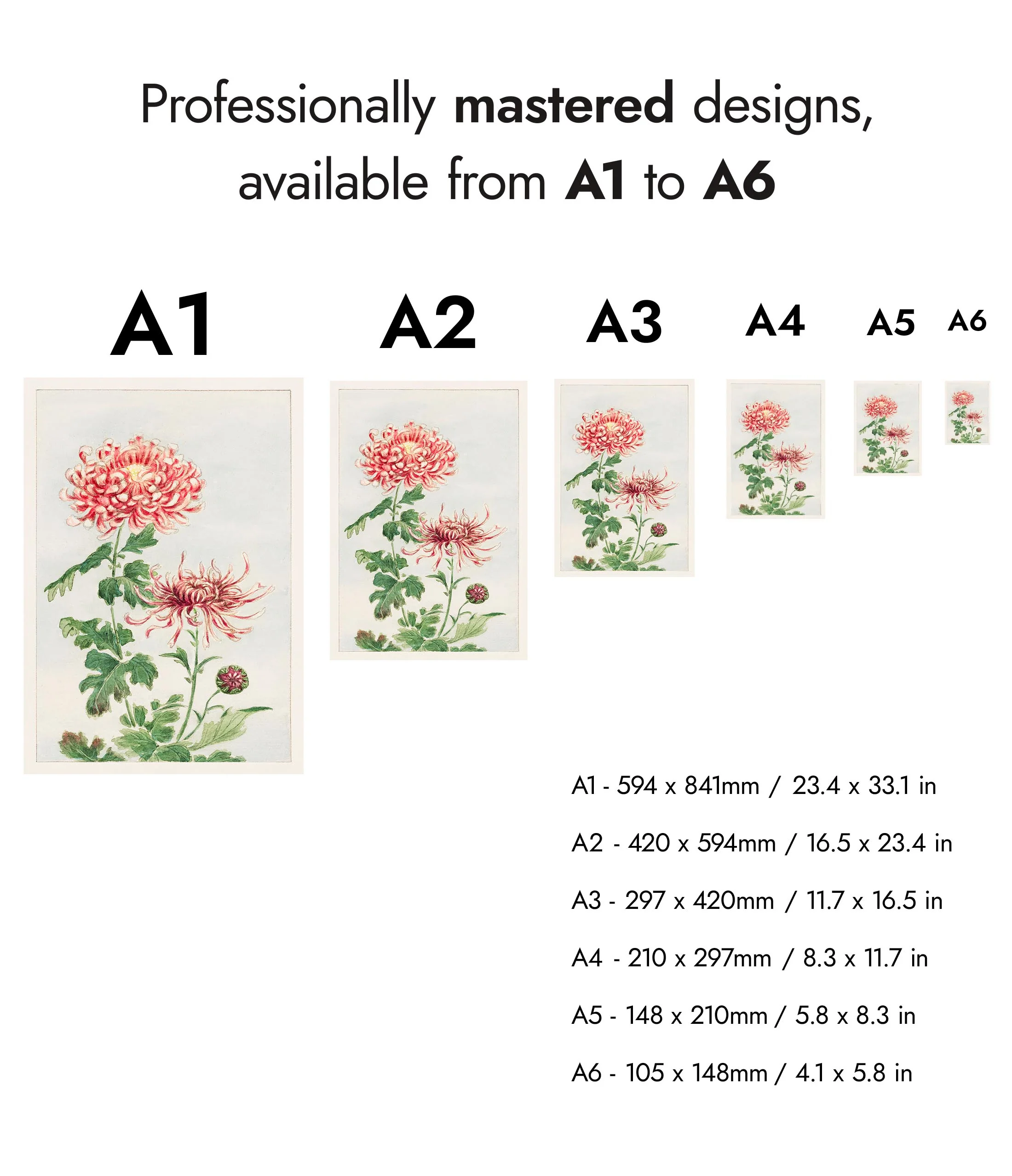 Chrysanthemum - Image 8