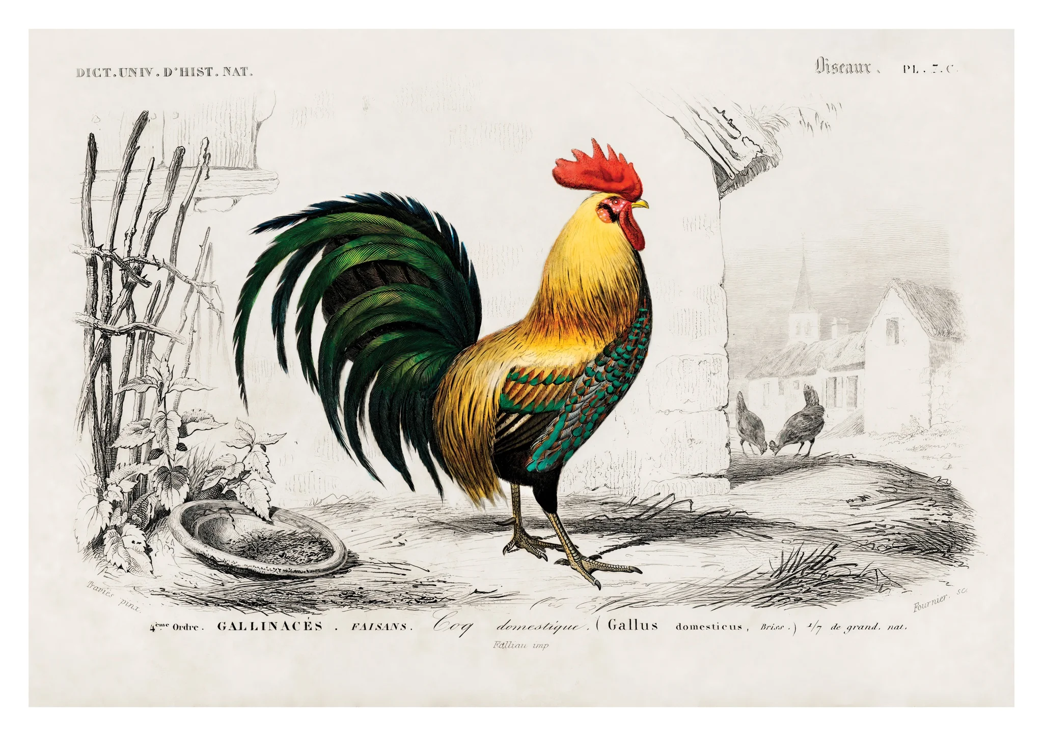 Cock