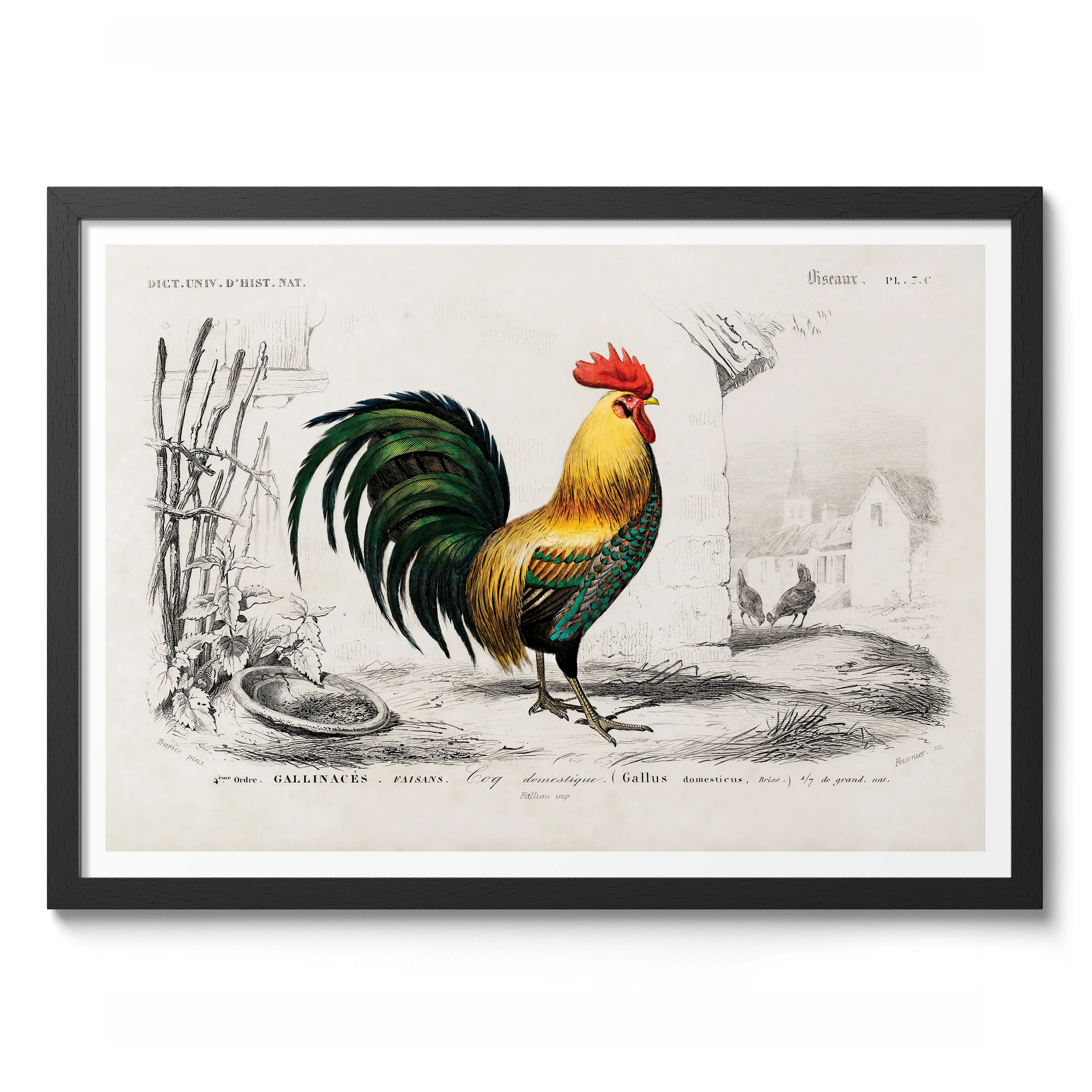 Cock - Image 2