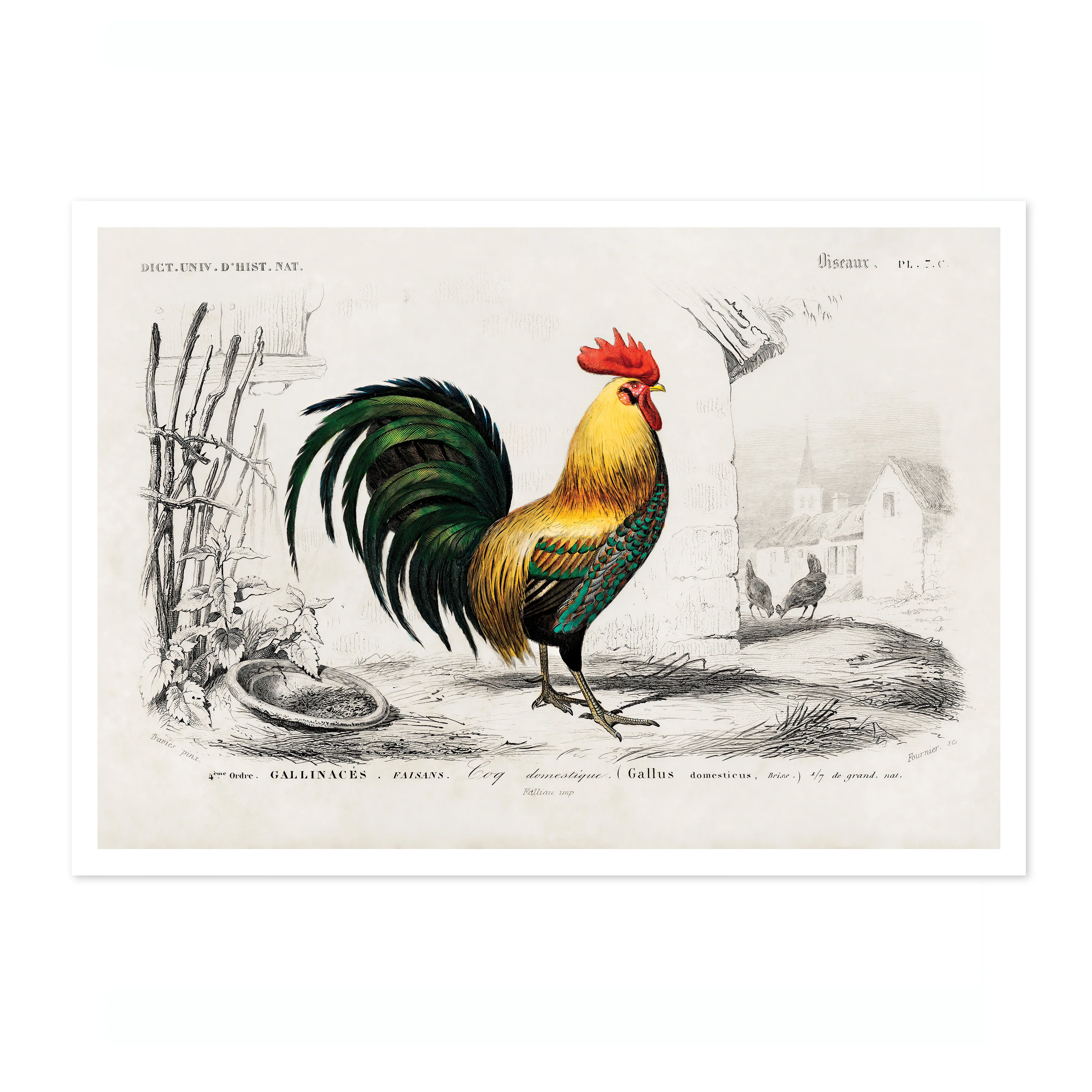 Cock - Image 4