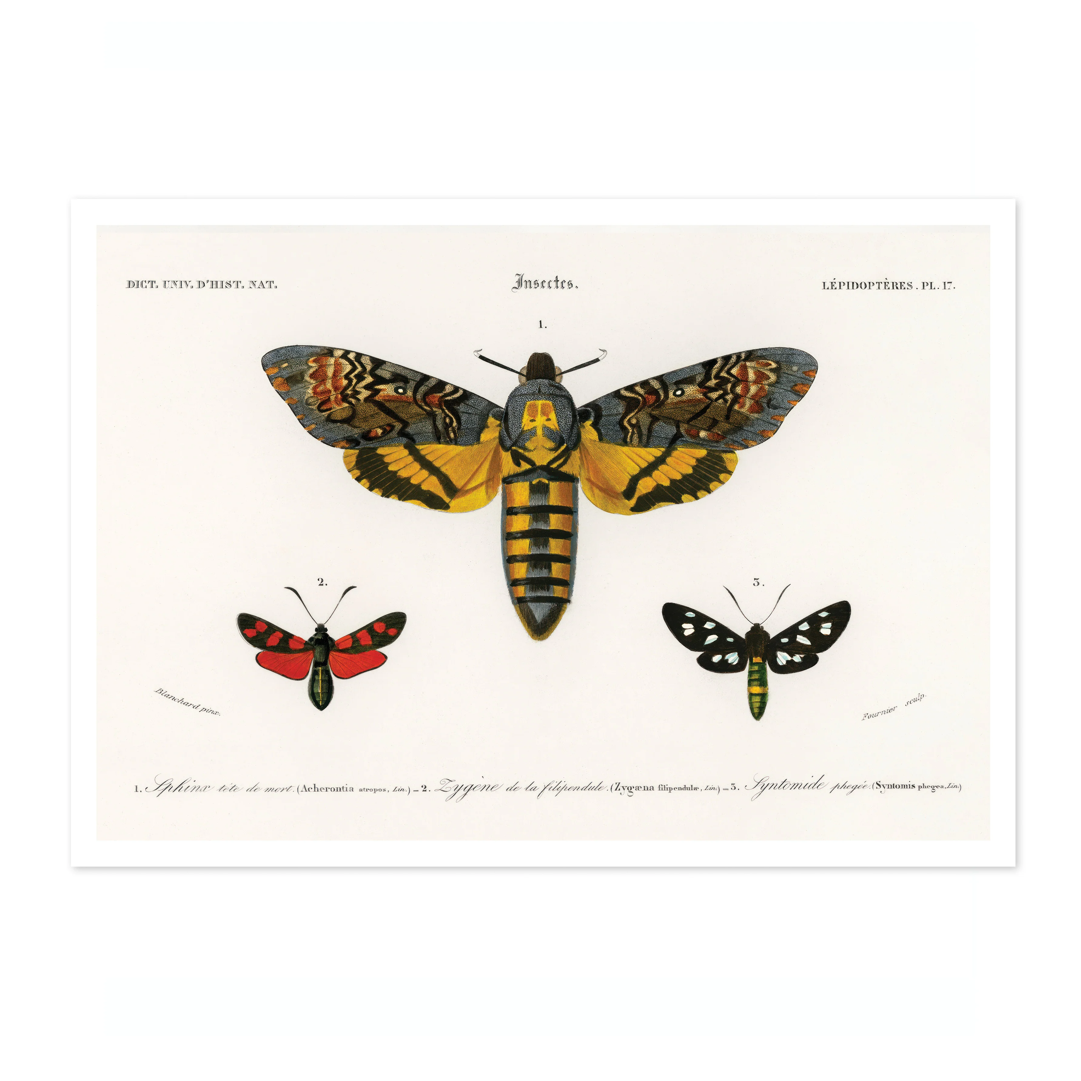 Collection of Moths - Image 4