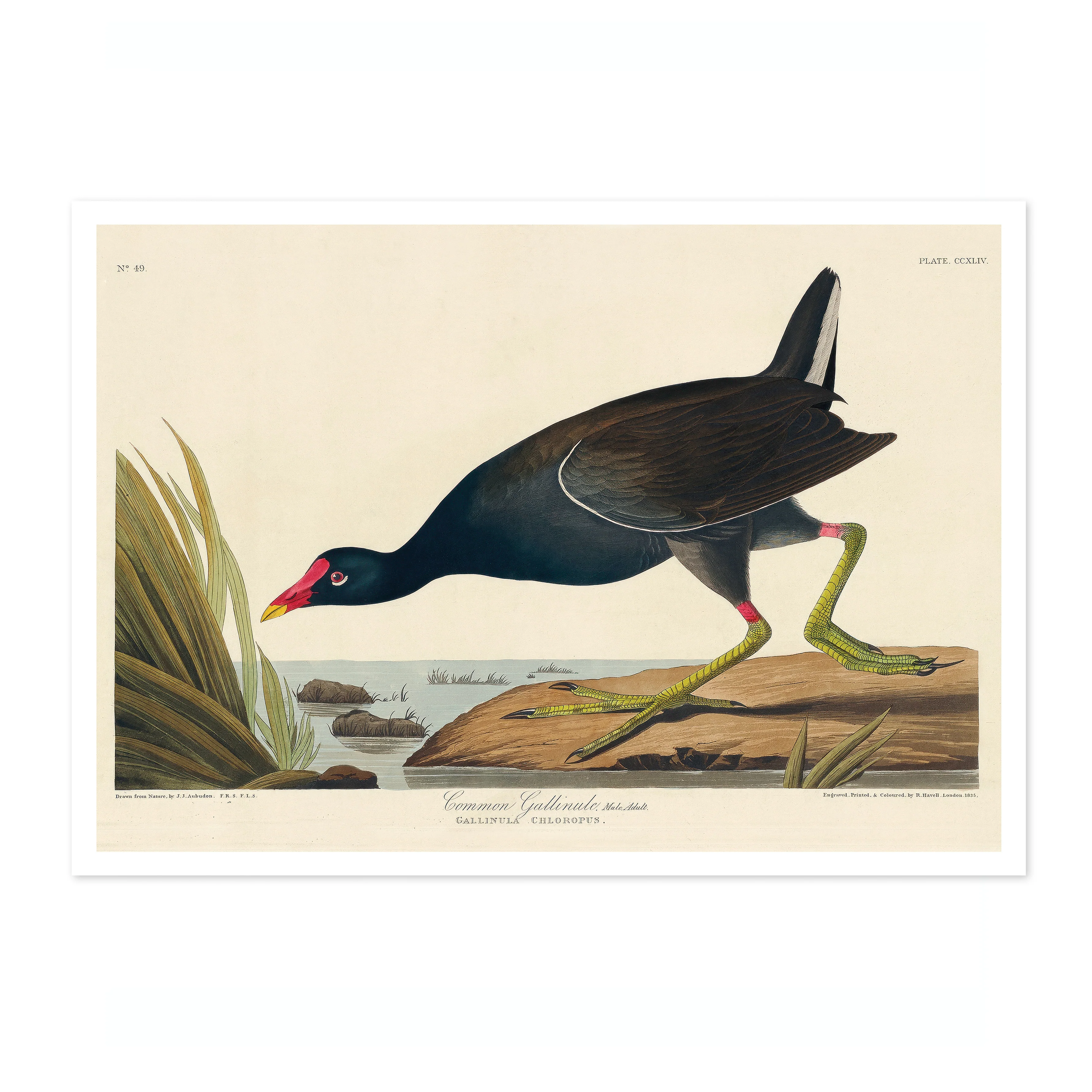 Common Gallinule - Image 4