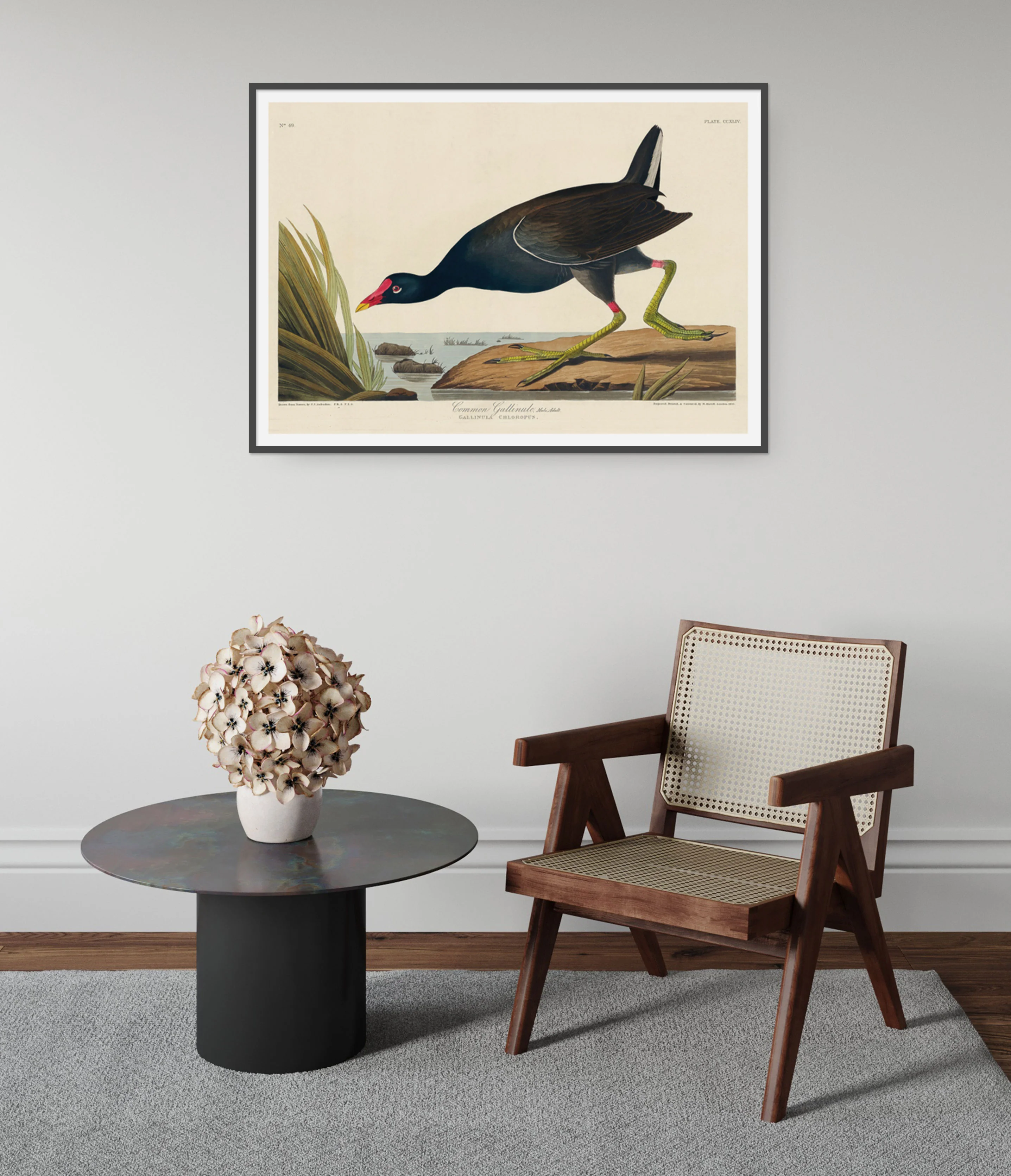Common Gallinule - Image 5