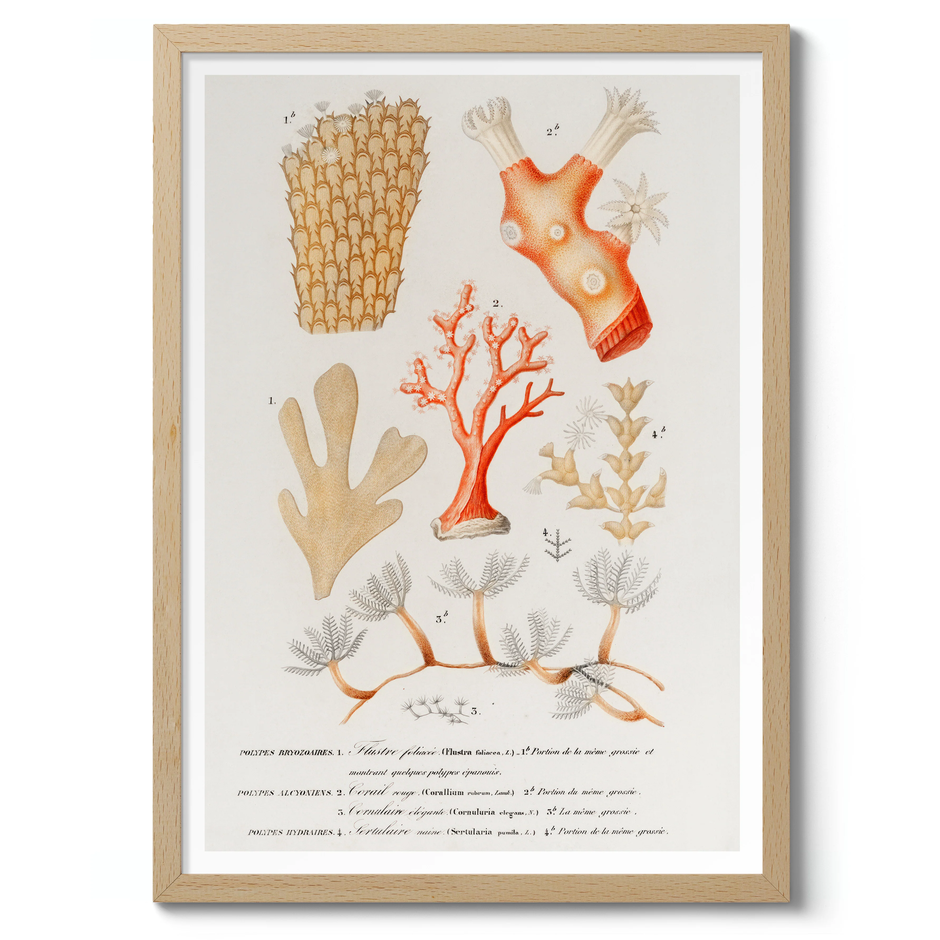 Coral - Image 3