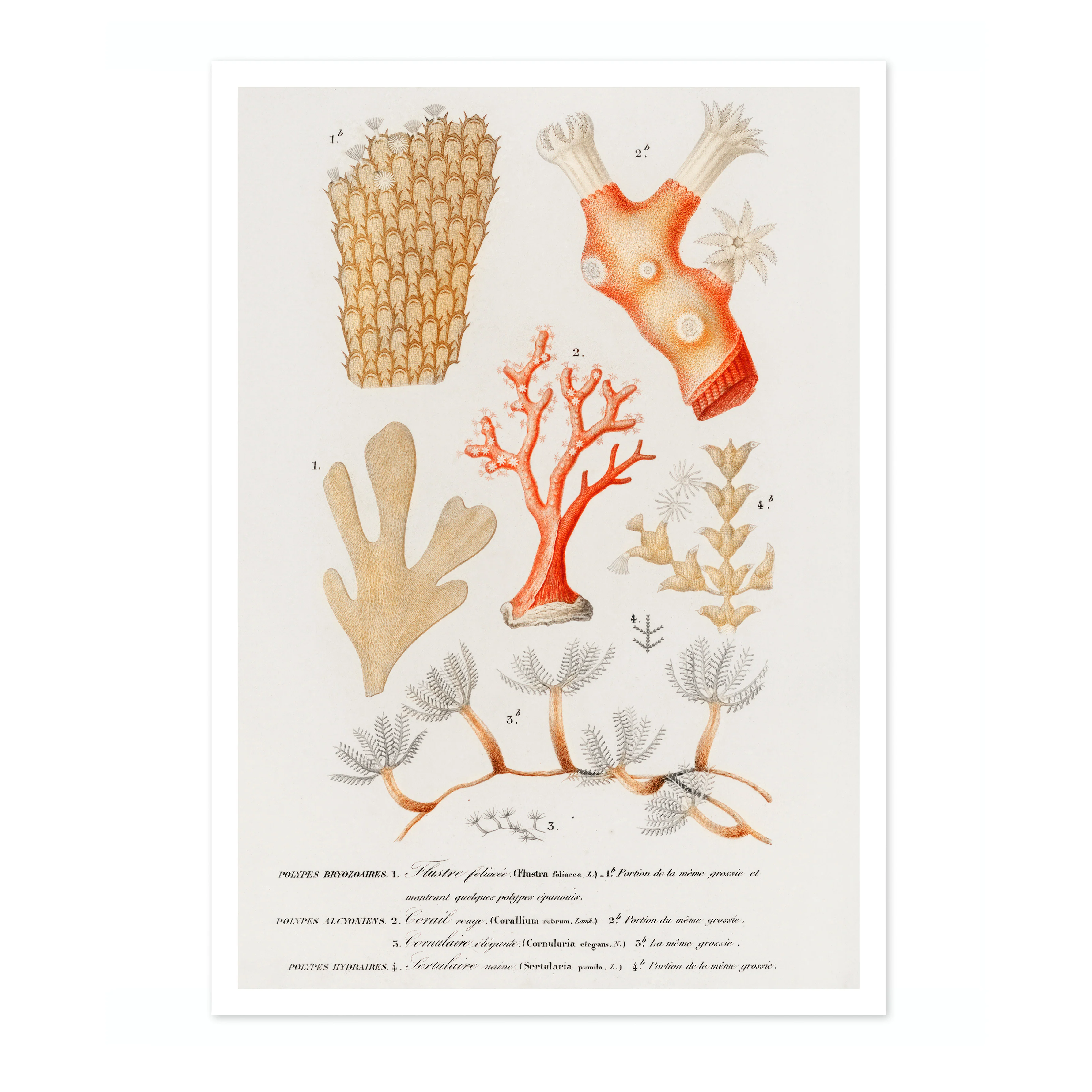 Coral - Image 4