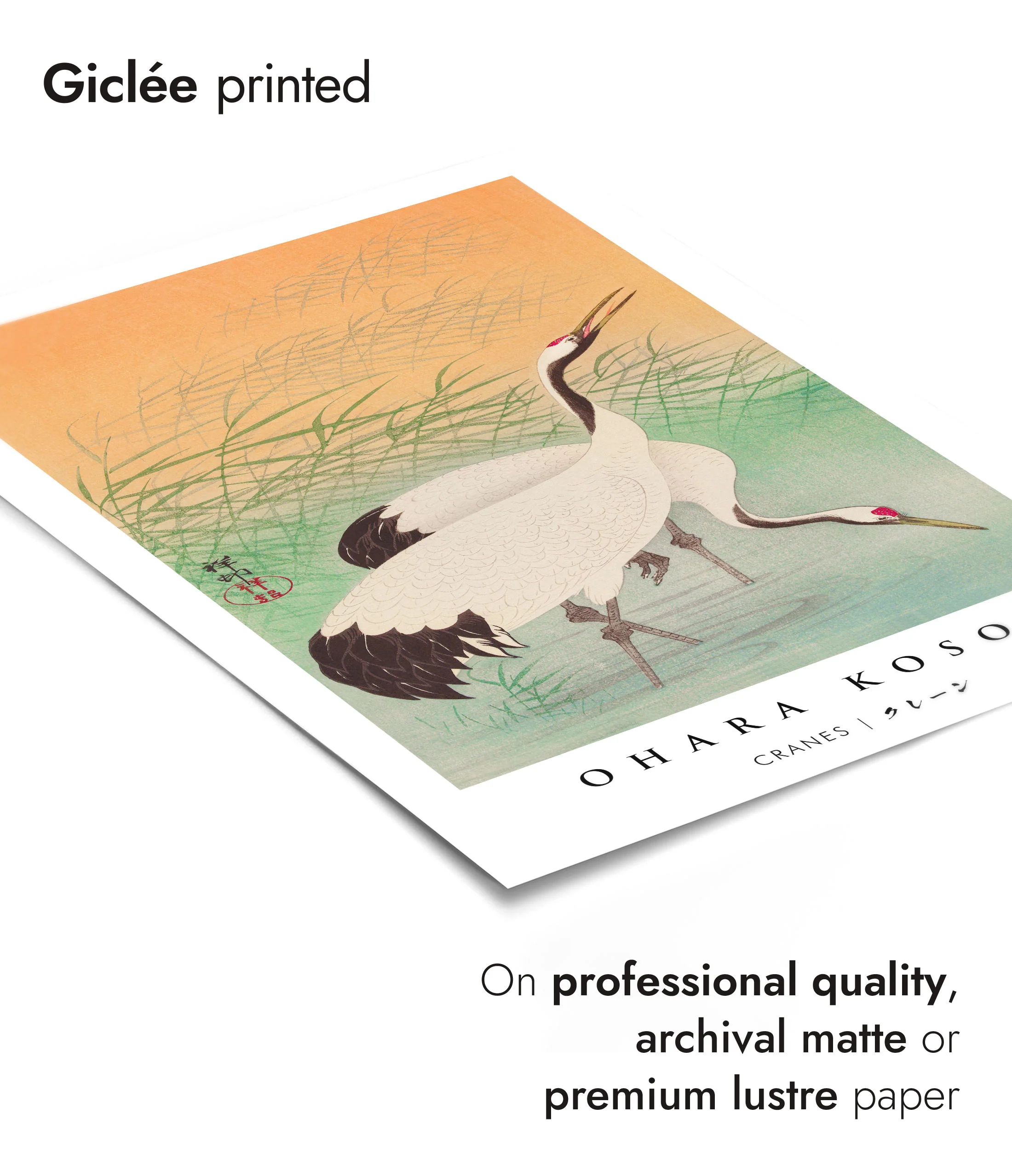 Cranes - Image 6