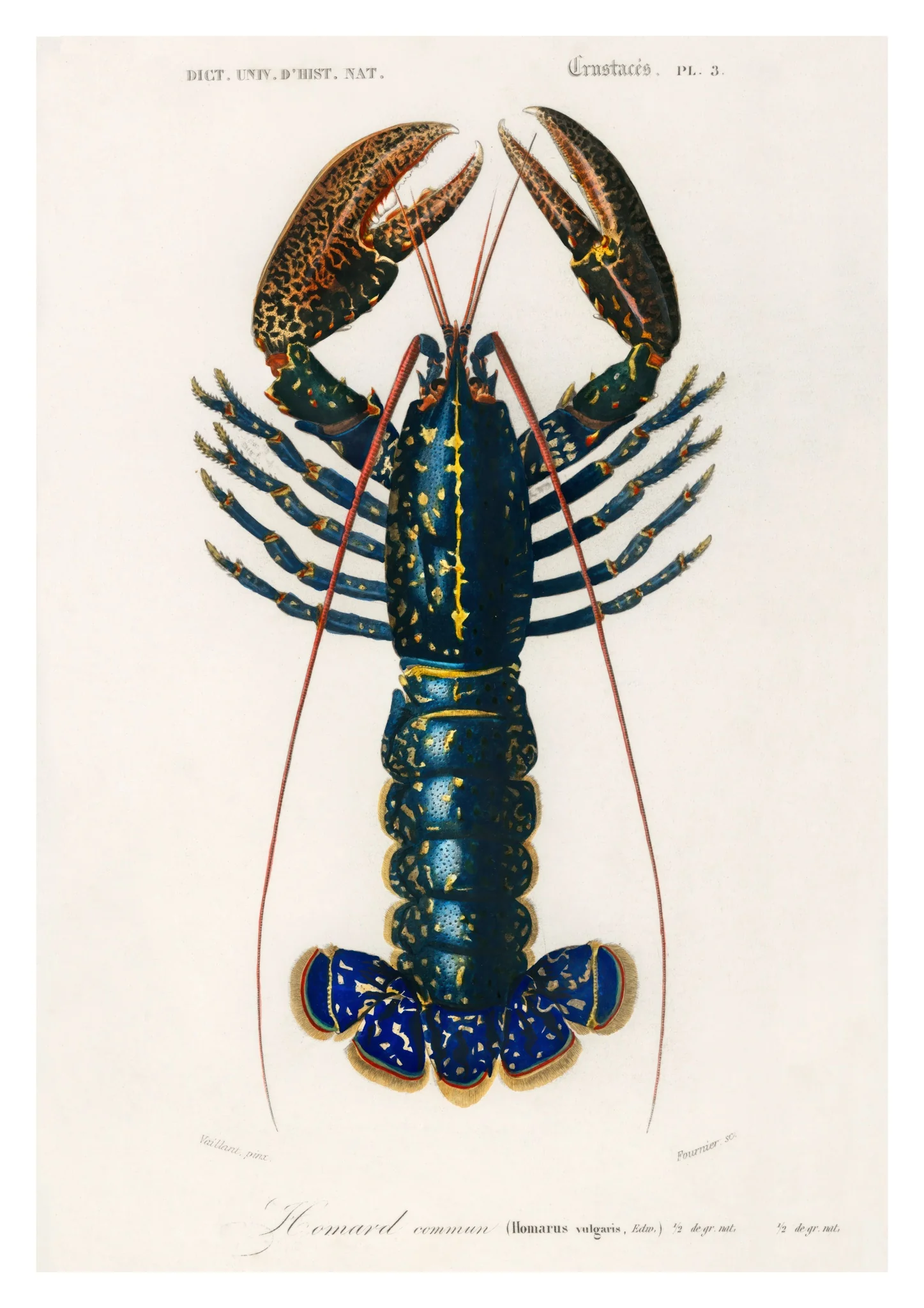 Crimson Crawfish