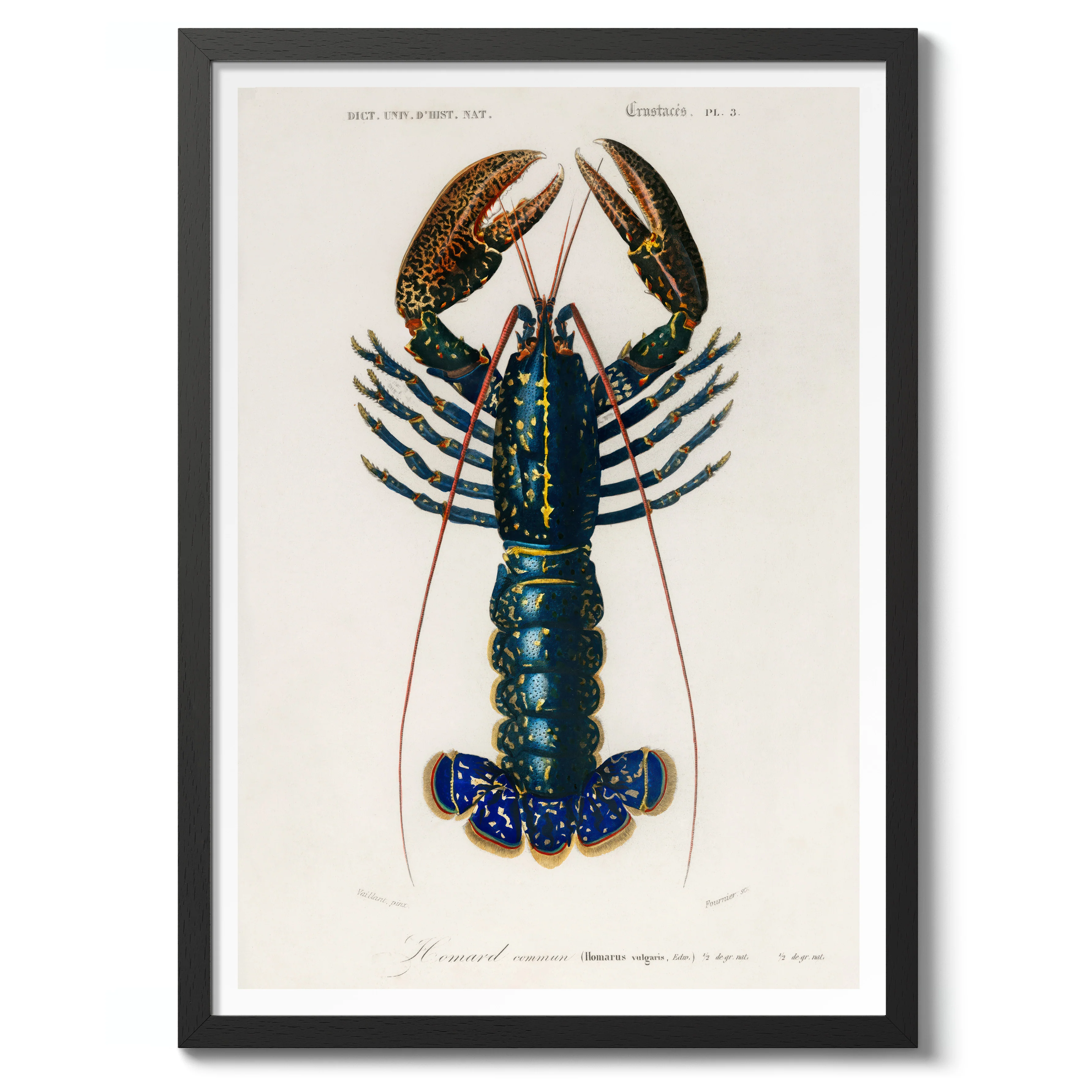 Crimson Crawfish - Image 2