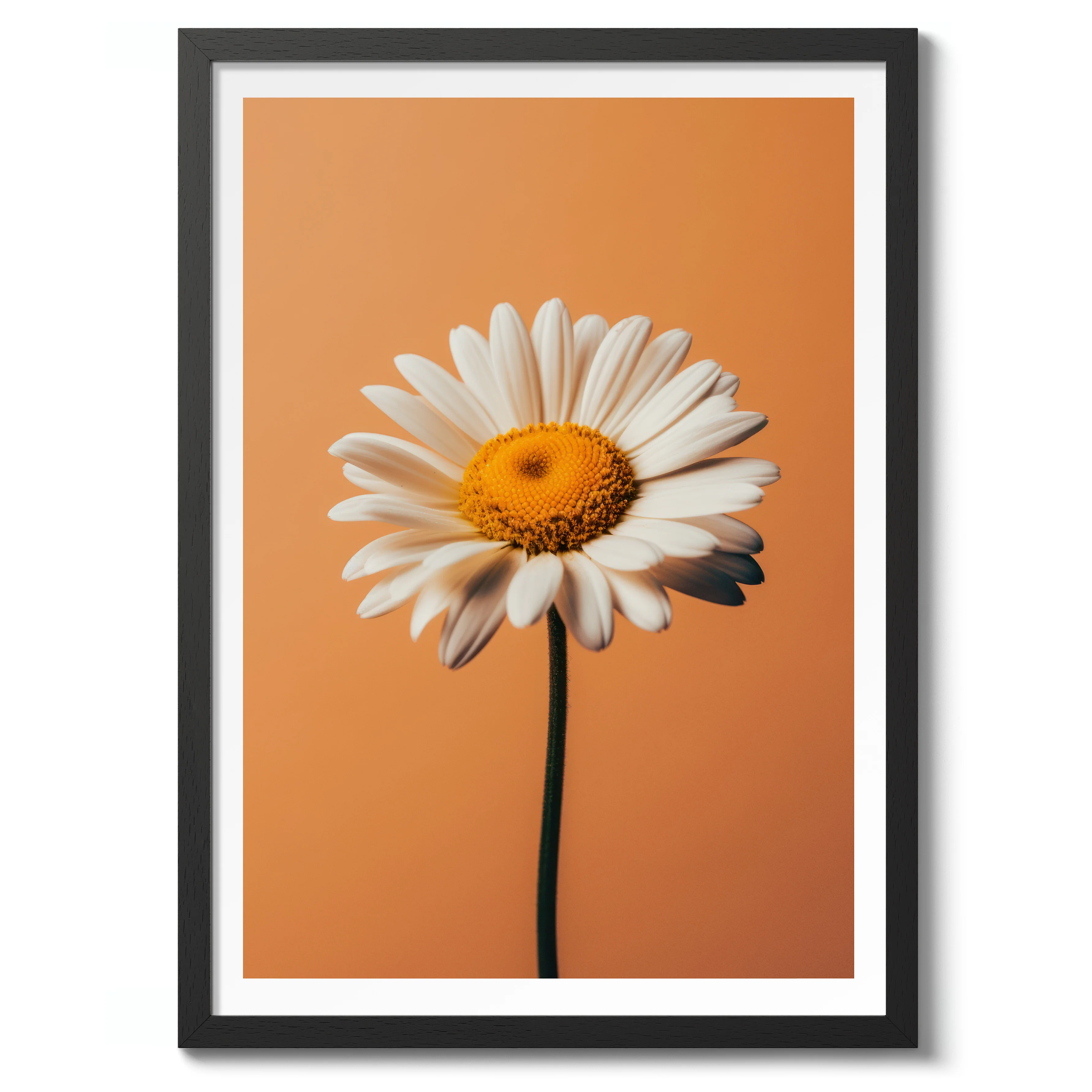 Daisy - Image 2