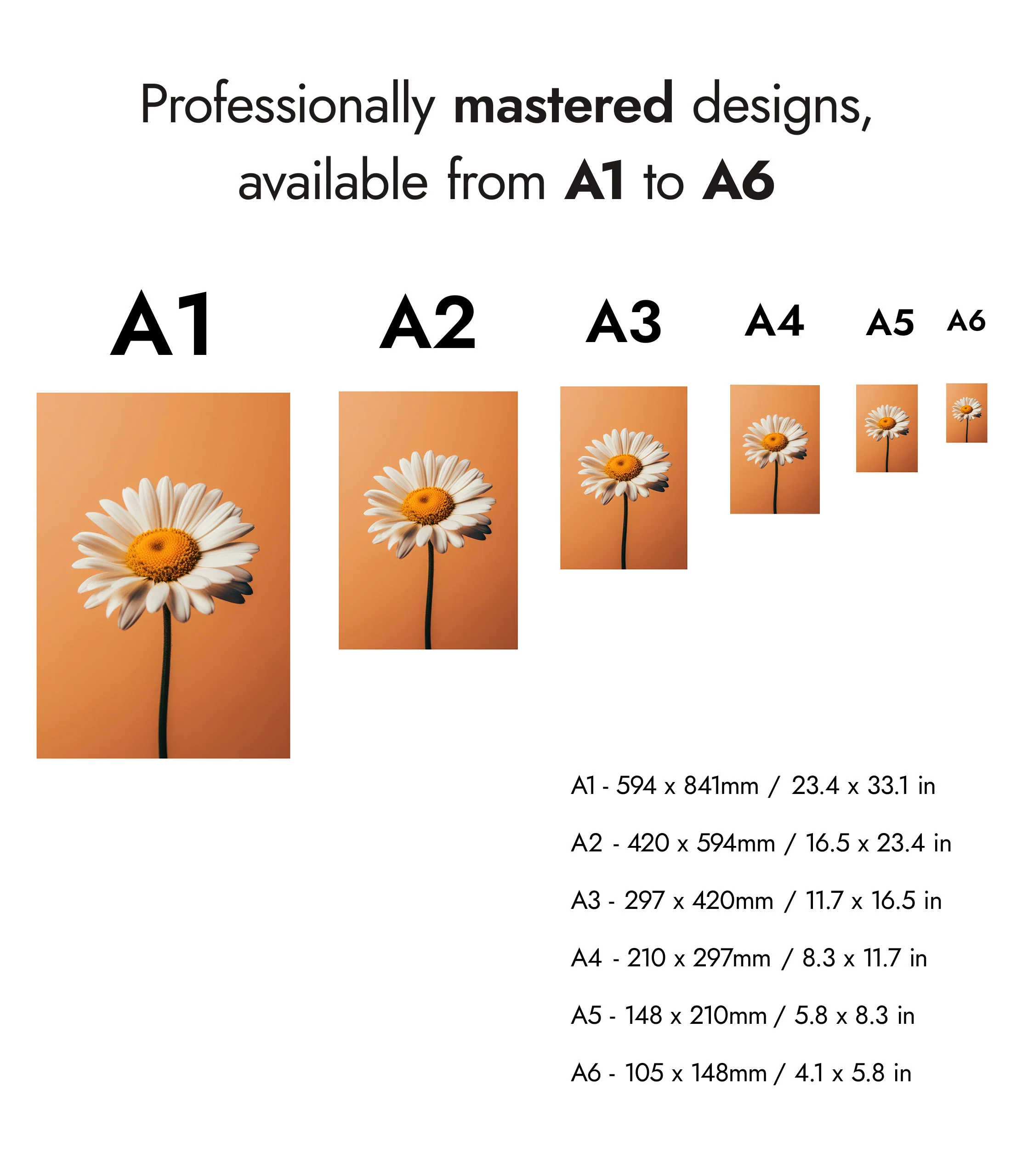Daisy - Image 8