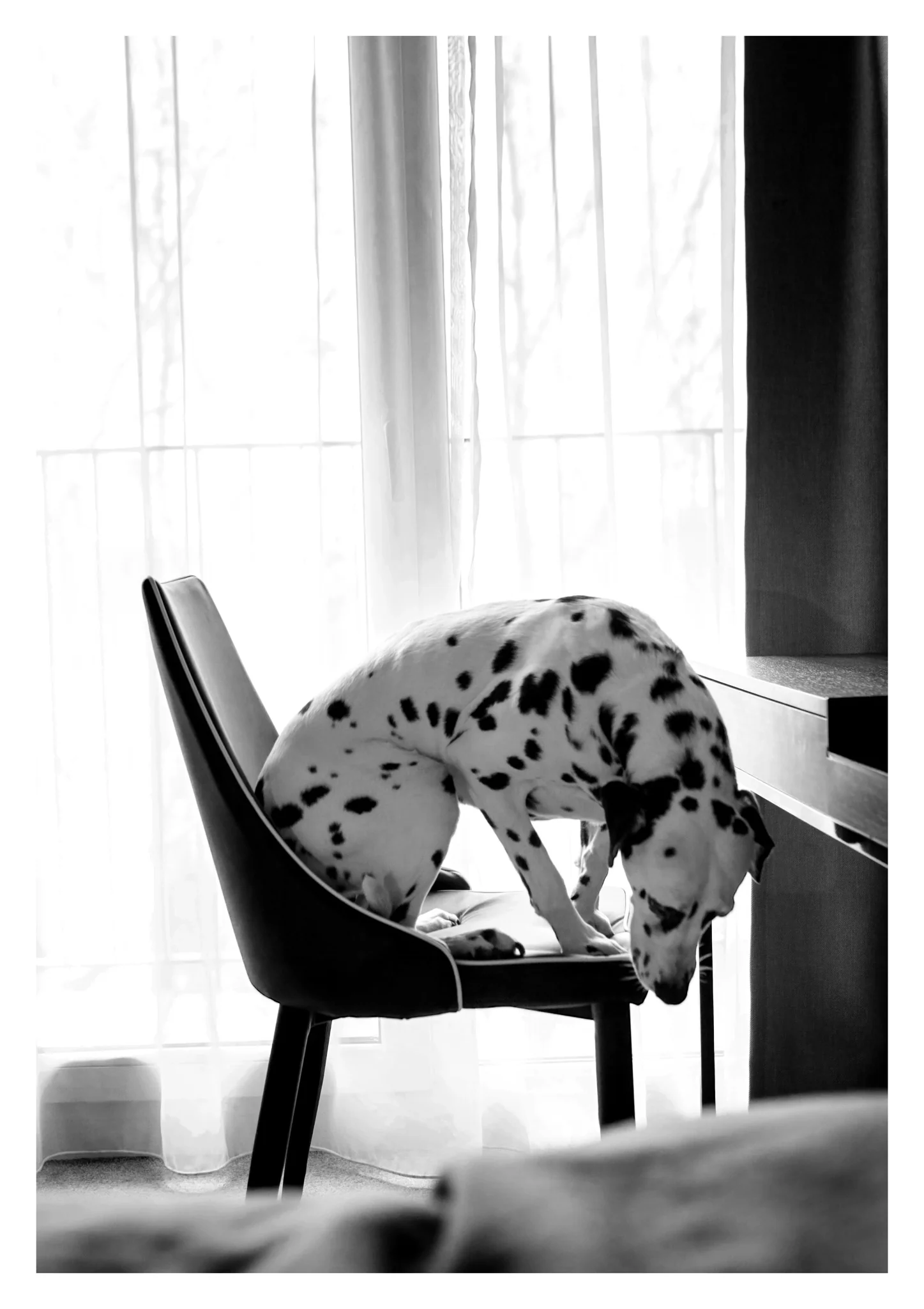 Dalmatian