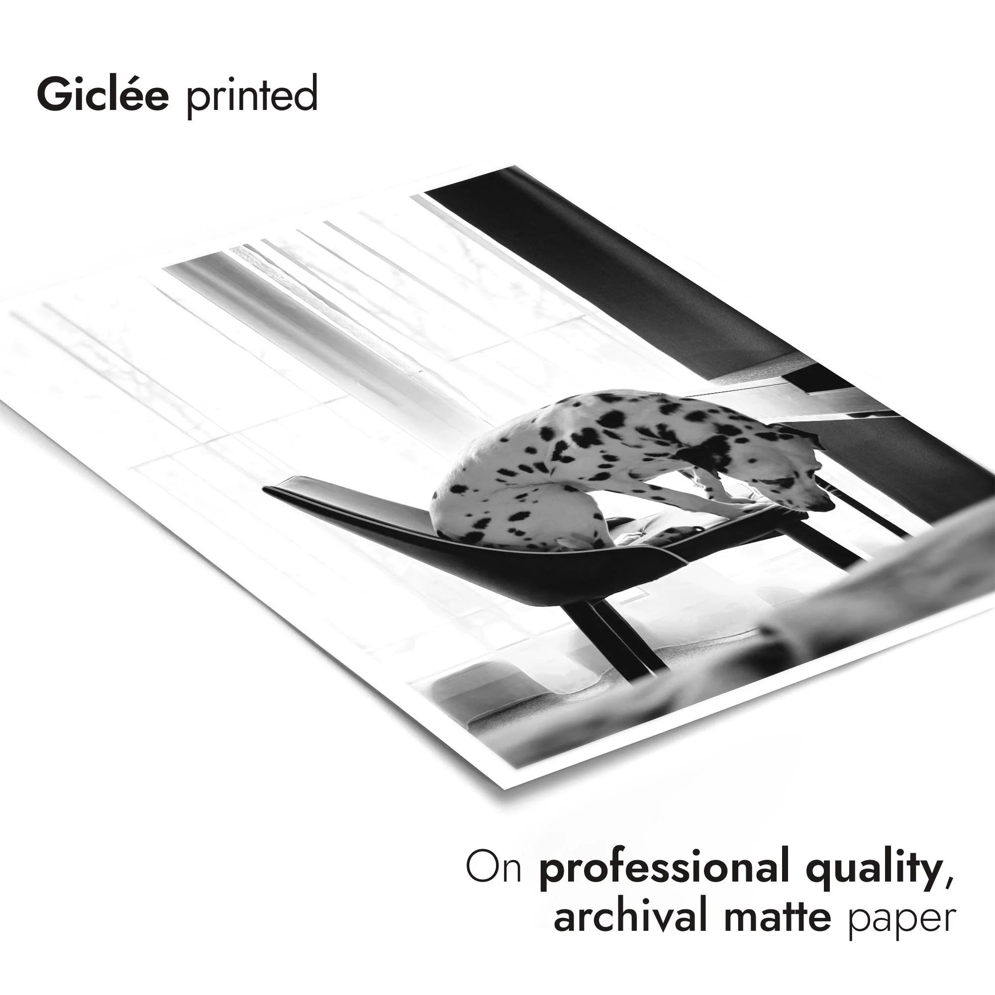 Dalmatian - Image 6