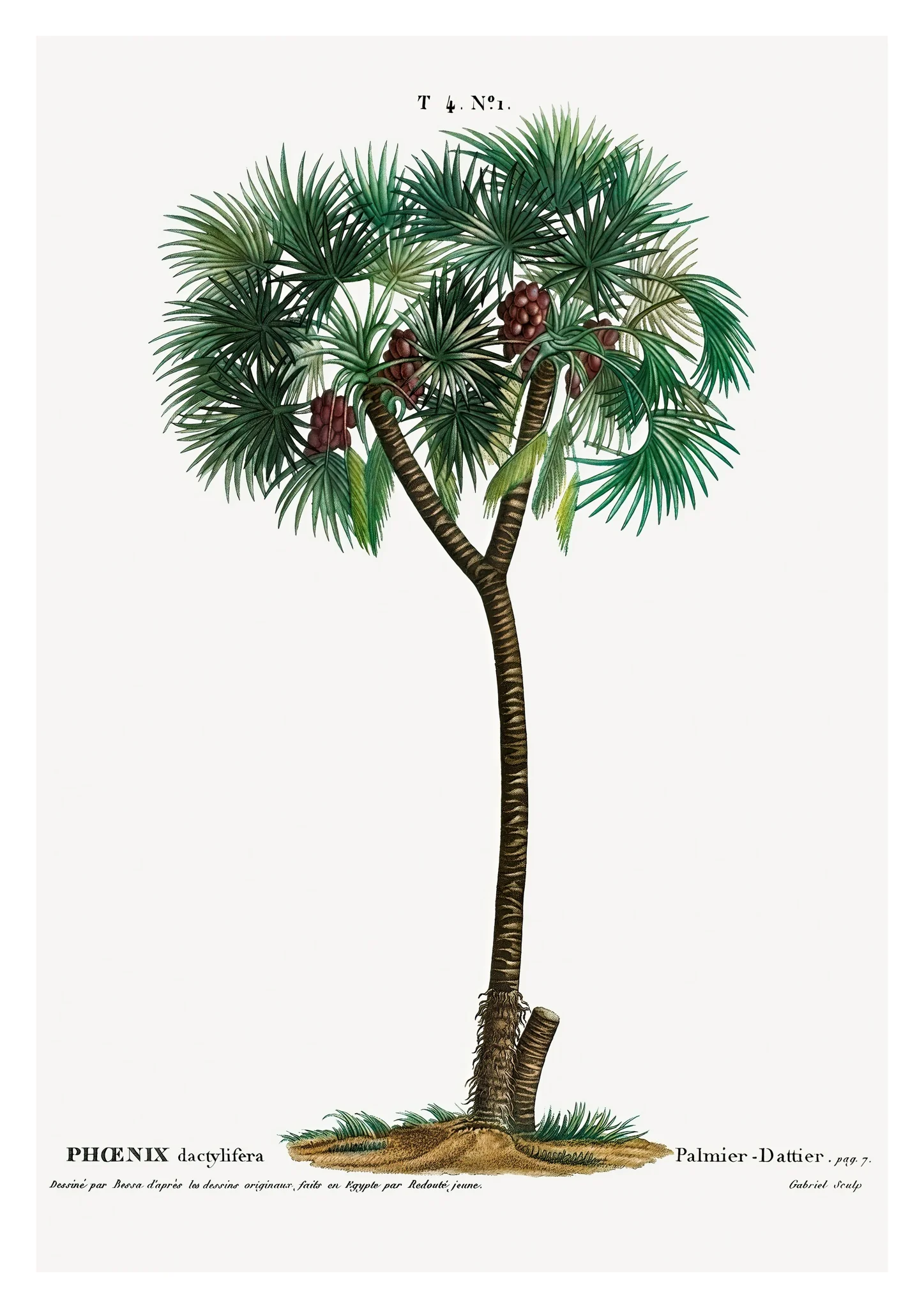 Date Palm