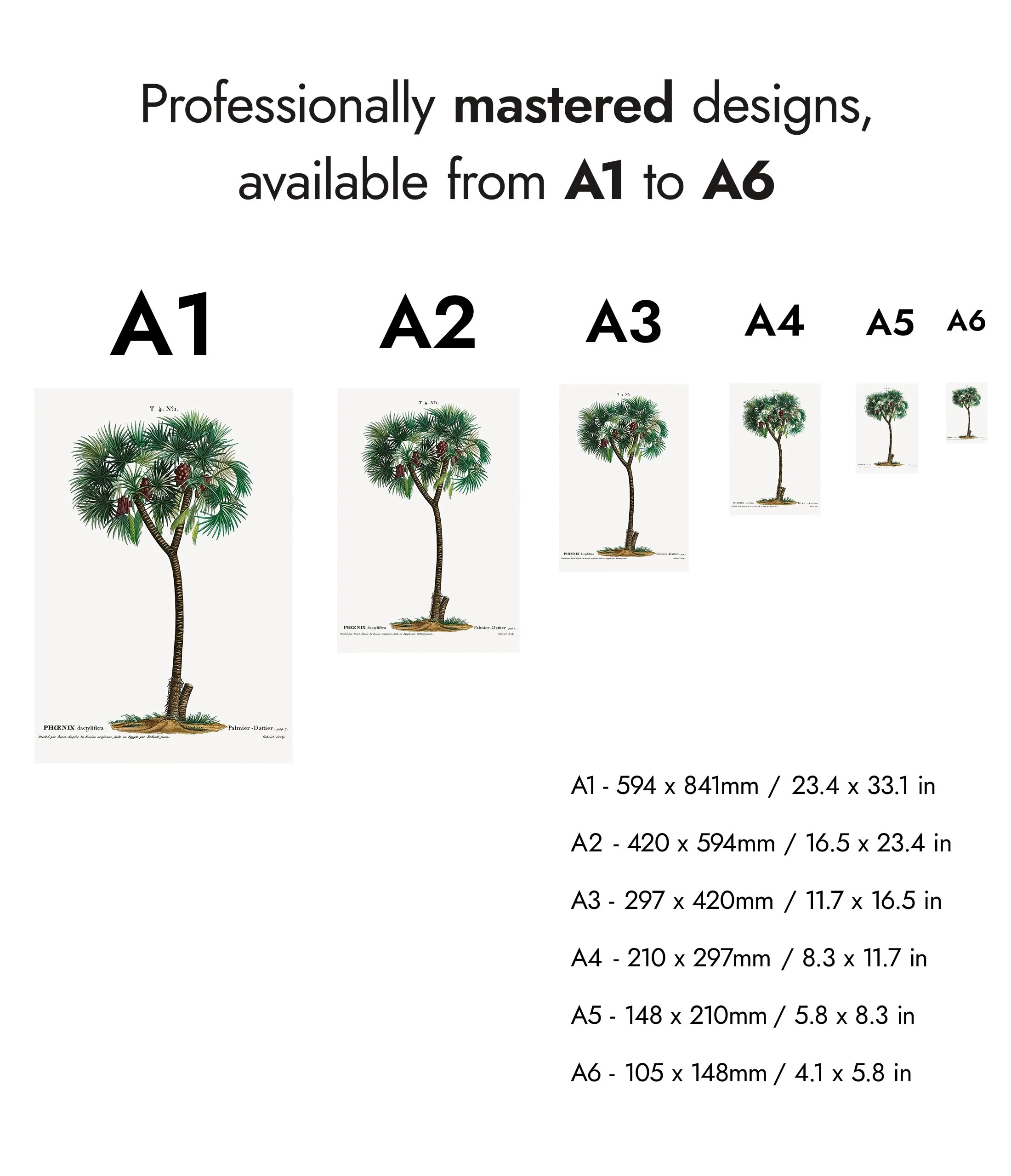 Date Palm - Image 8
