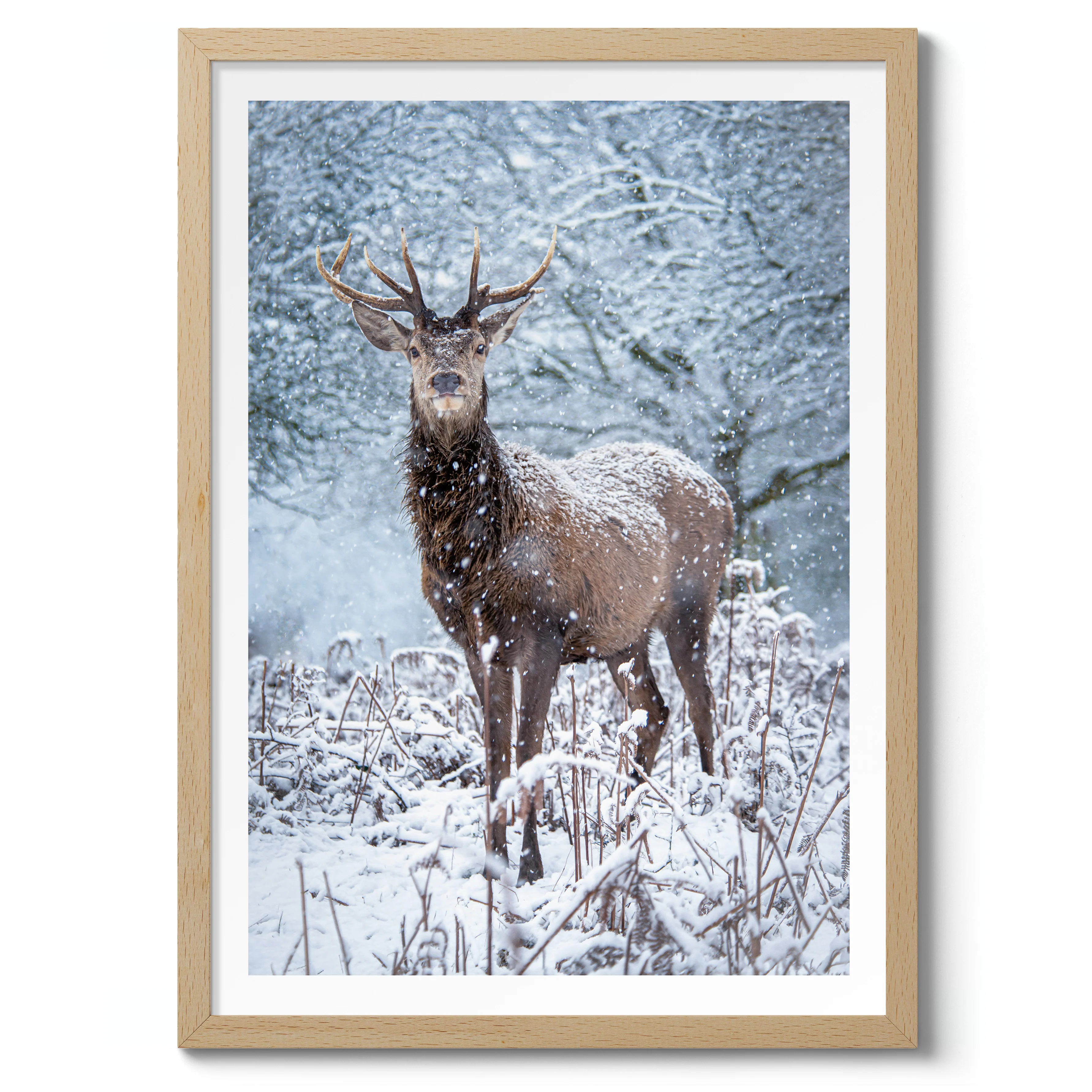 Deer in the Snow - Image 3