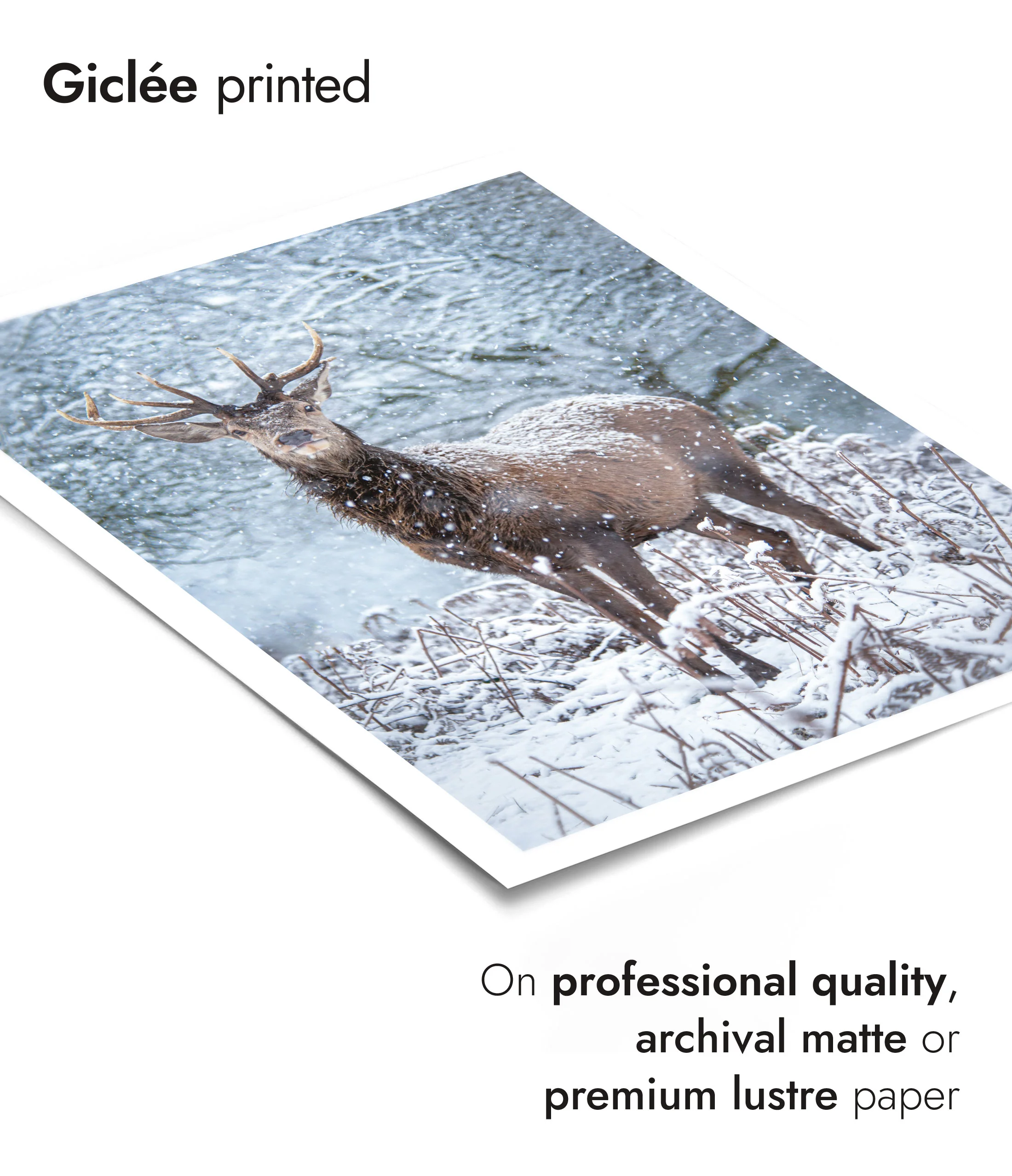 Deer in the Snow - Image 6