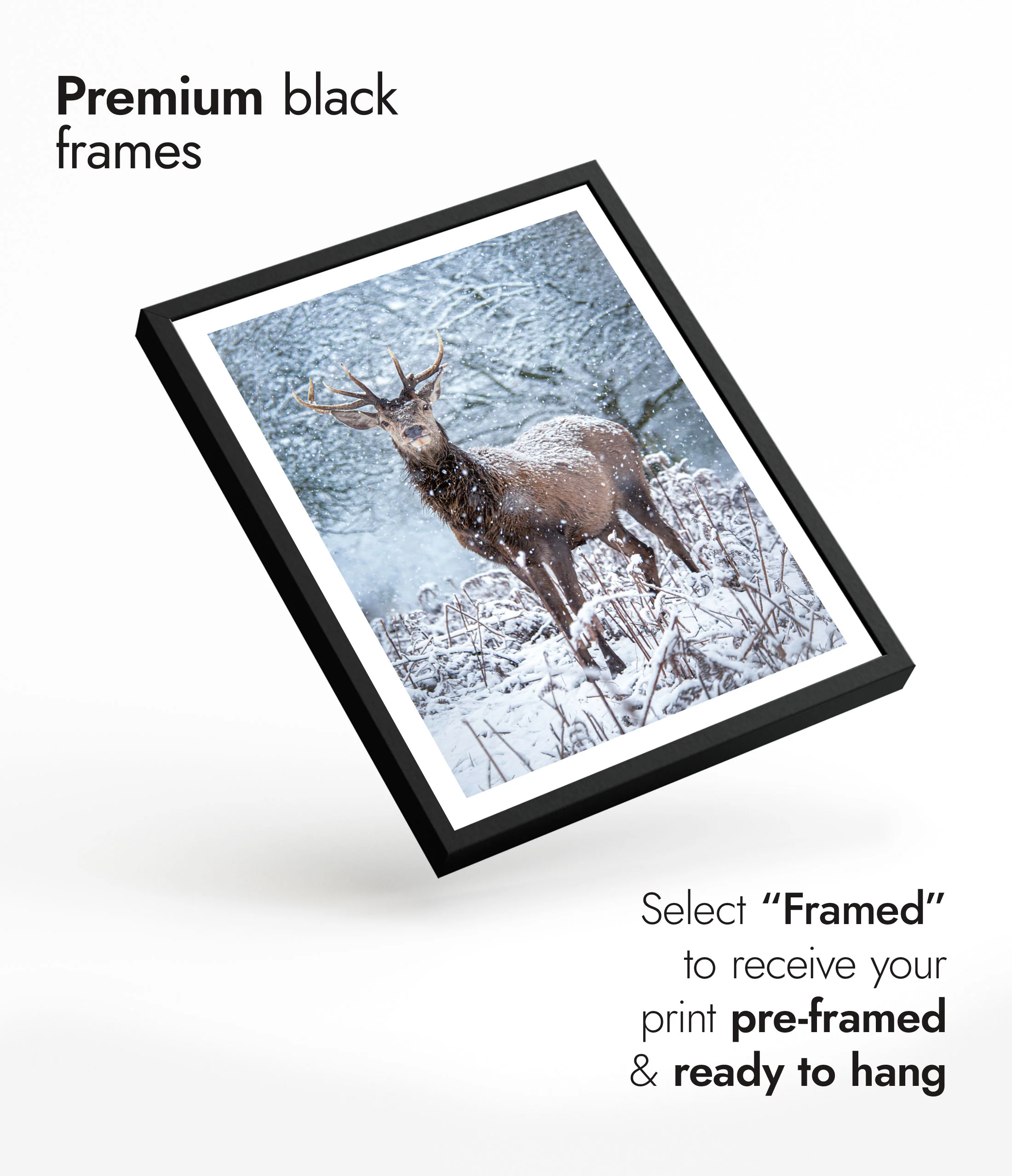 Deer in the Snow - Image 7