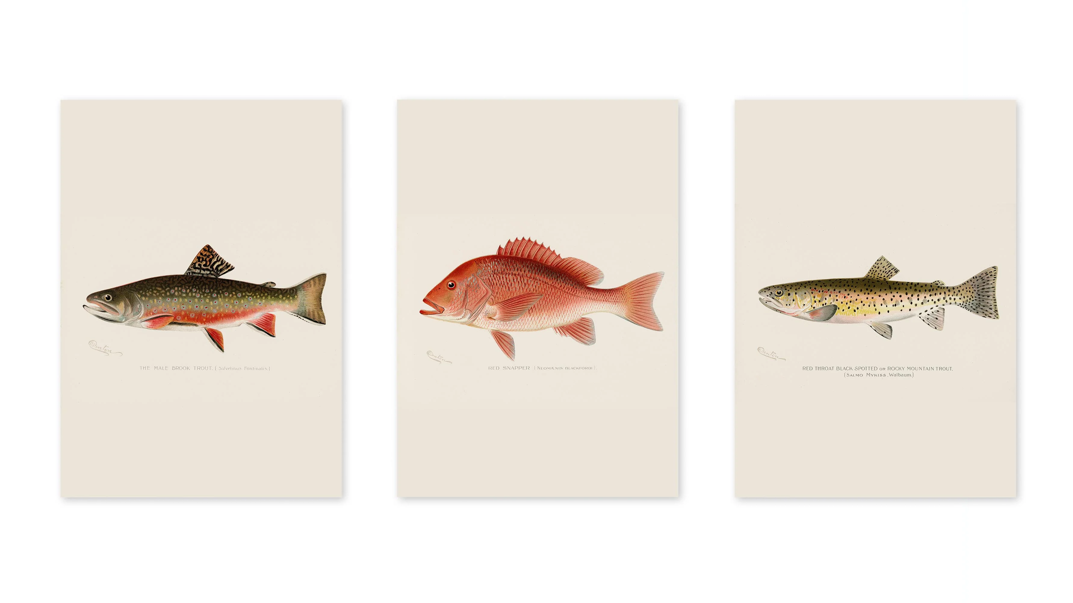Denton's Fish - Image 3