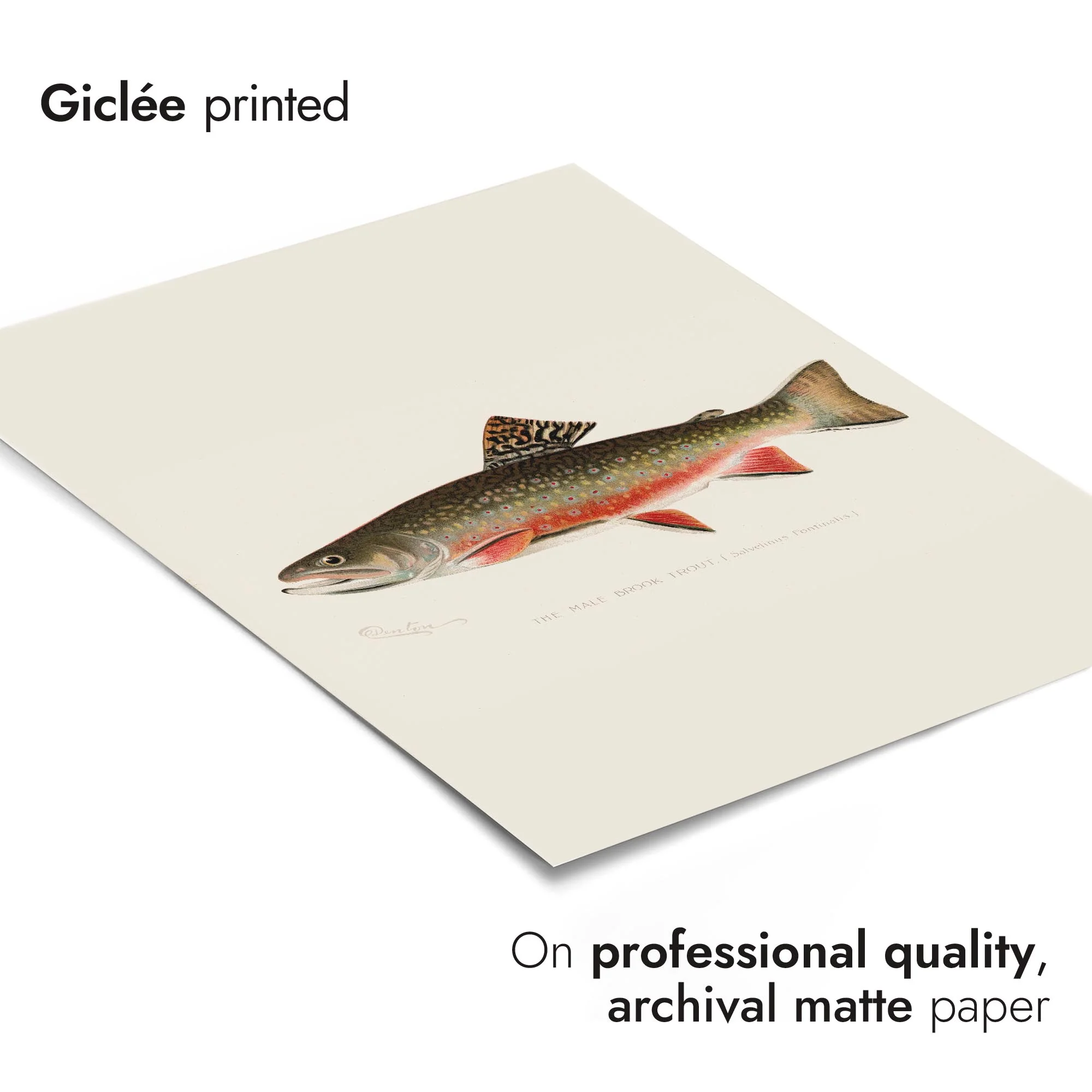 Denton's Fish - Image 5