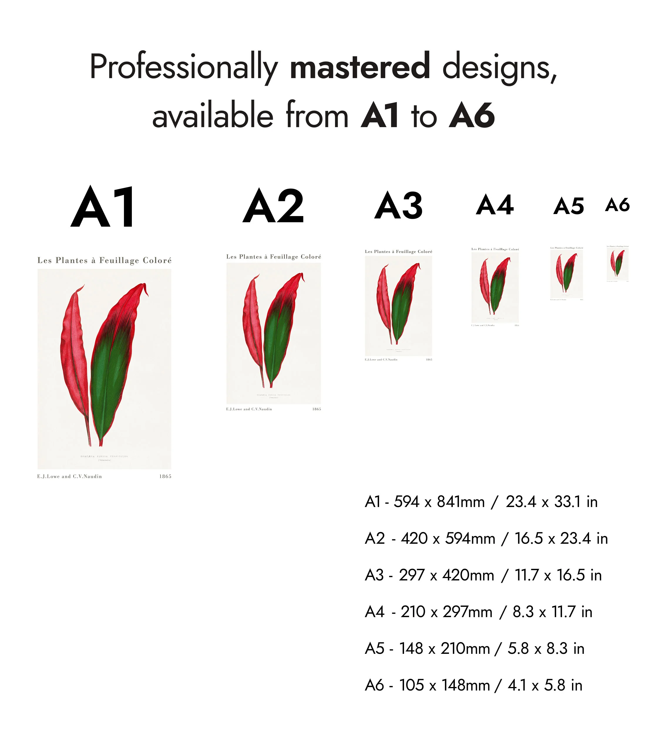 Dracaena Ferrea Leaf - Image 8
