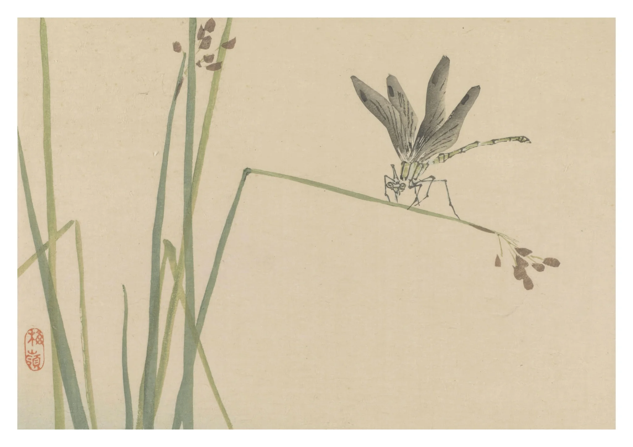 Dragonfly